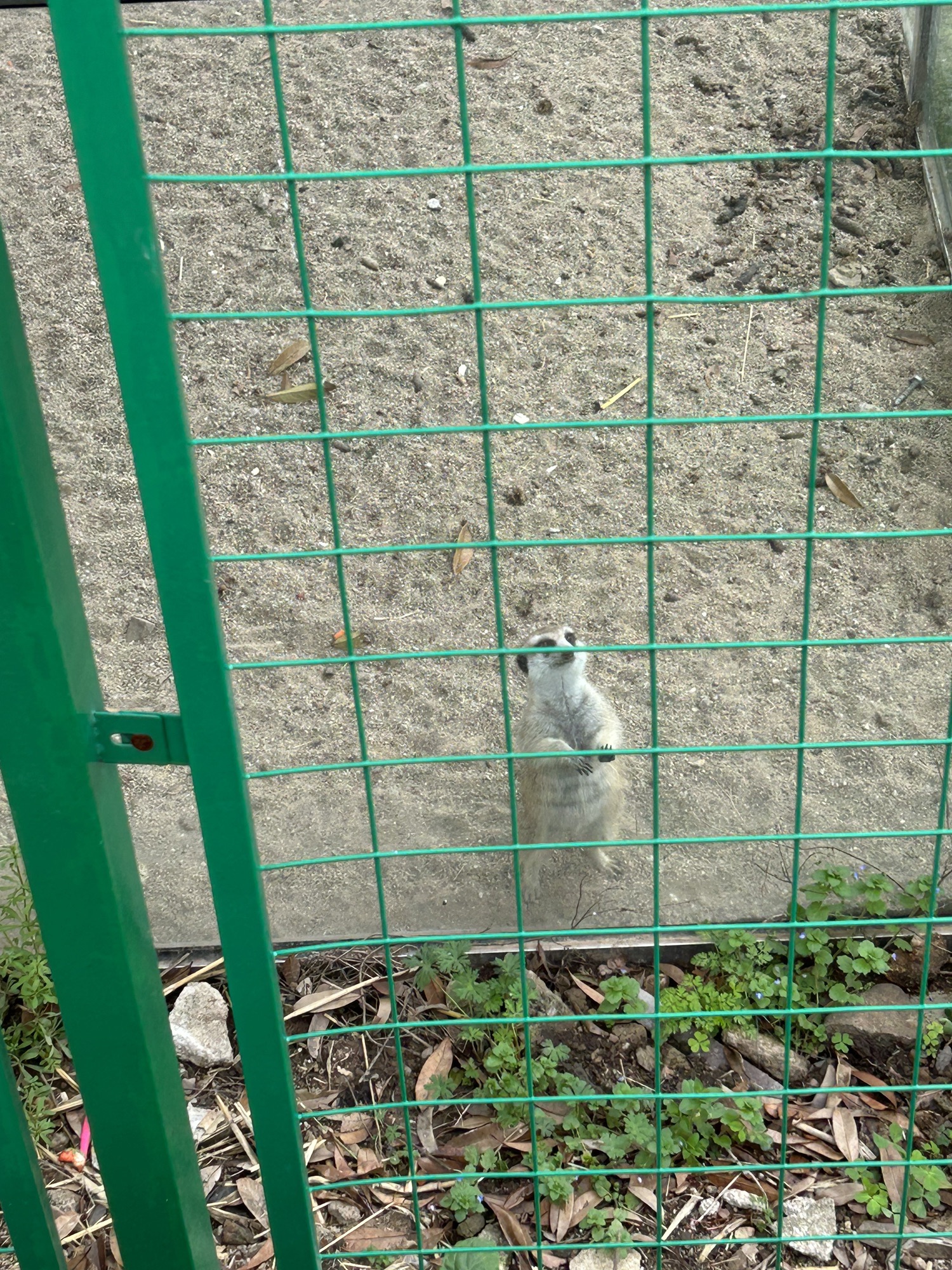 胡陈乡东山桃园旅行图片 2