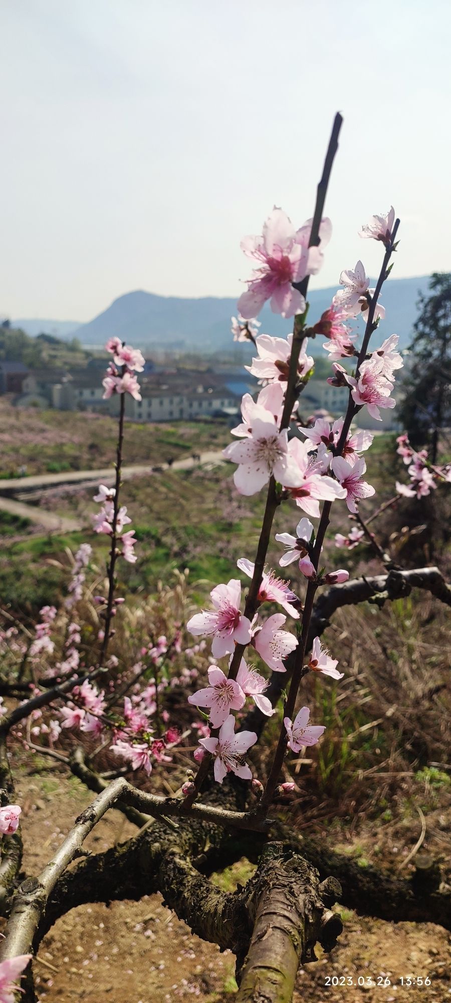 胡陈乡东山桃园旅行图片 2