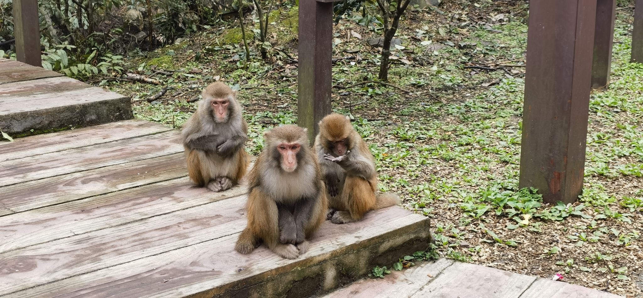 银杉公园旅行图片 3