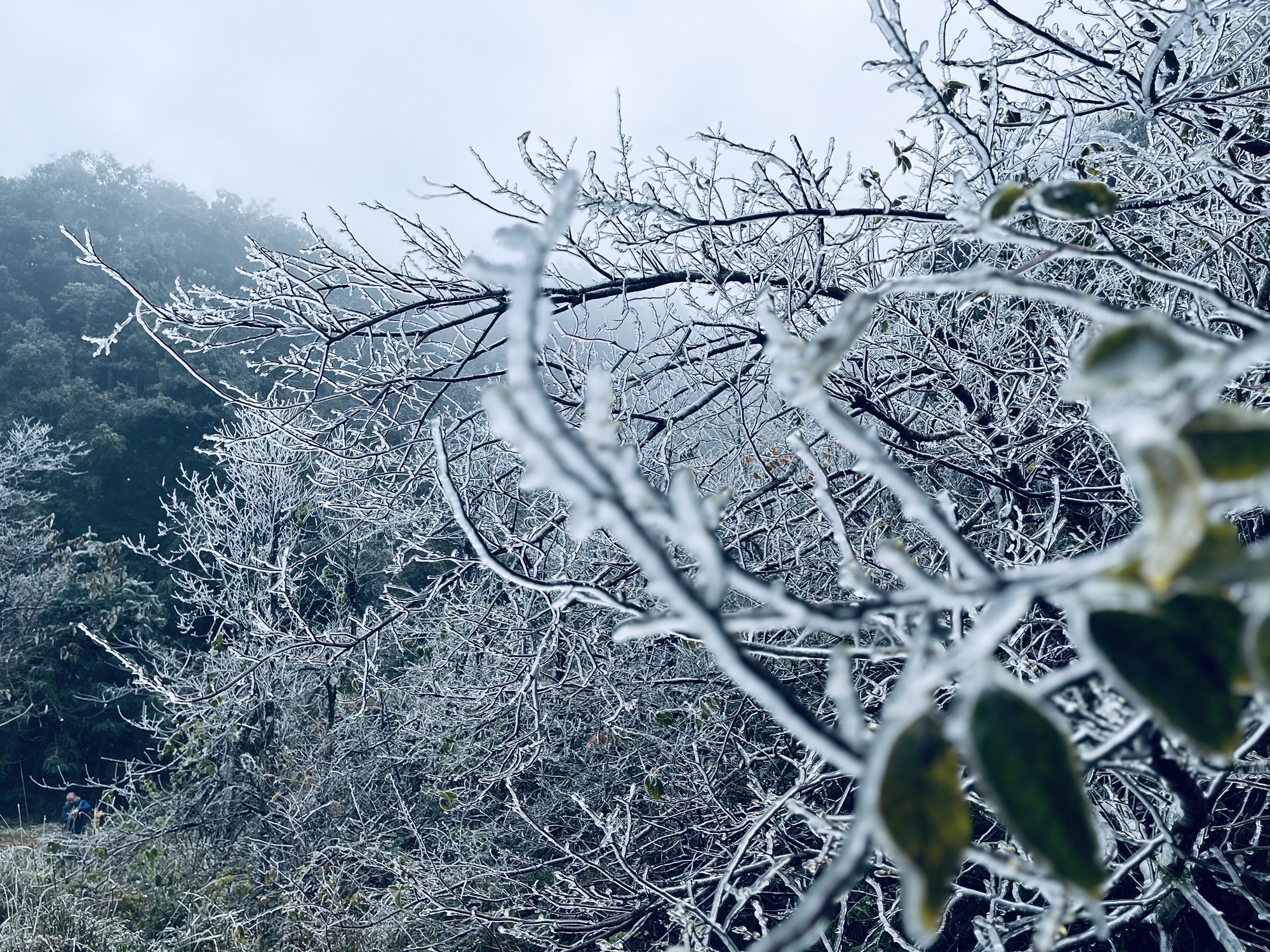 银杉公园旅行图片 2
