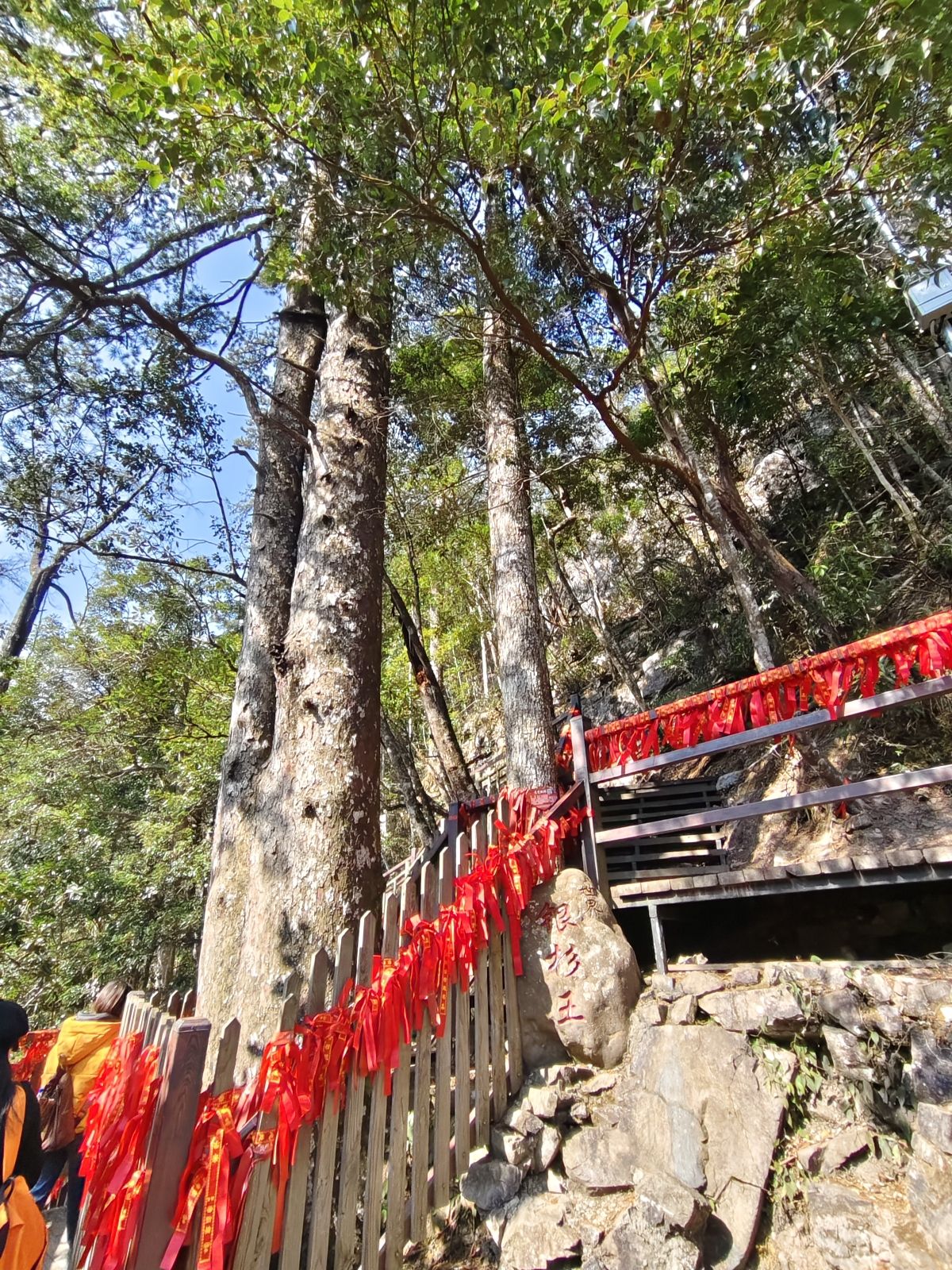 银杉公园旅行图片 2