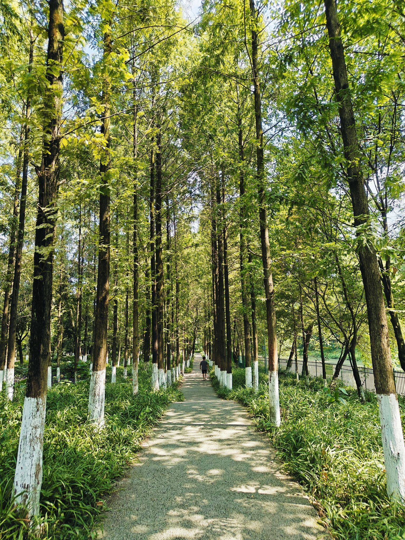 沙河公园旅行图片 3