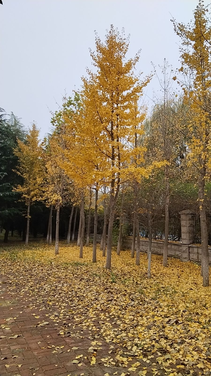 铜牛旅行图片 2