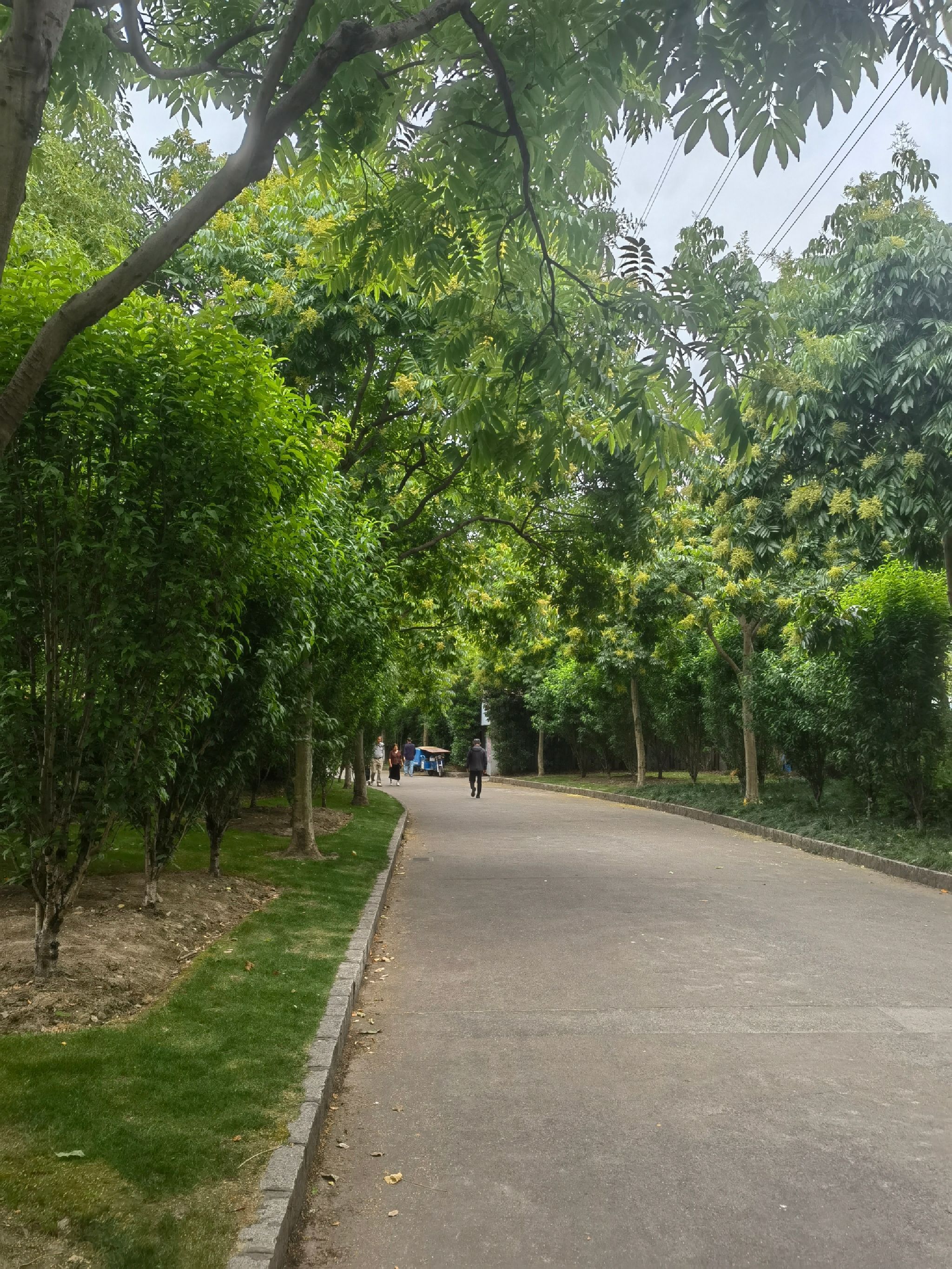 嘉美绿地旅行图片 1
