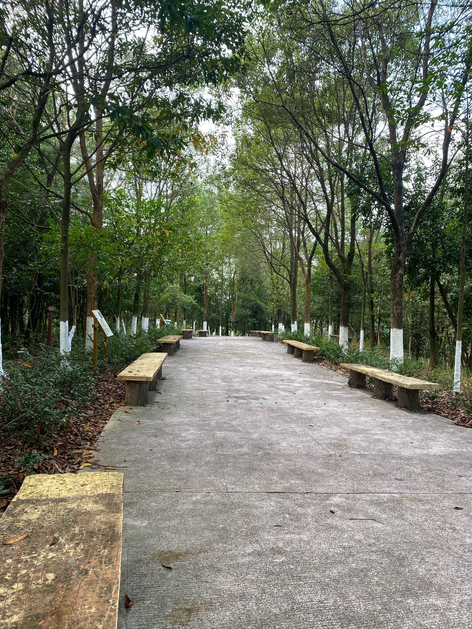 城南森林公园旅行图片 1