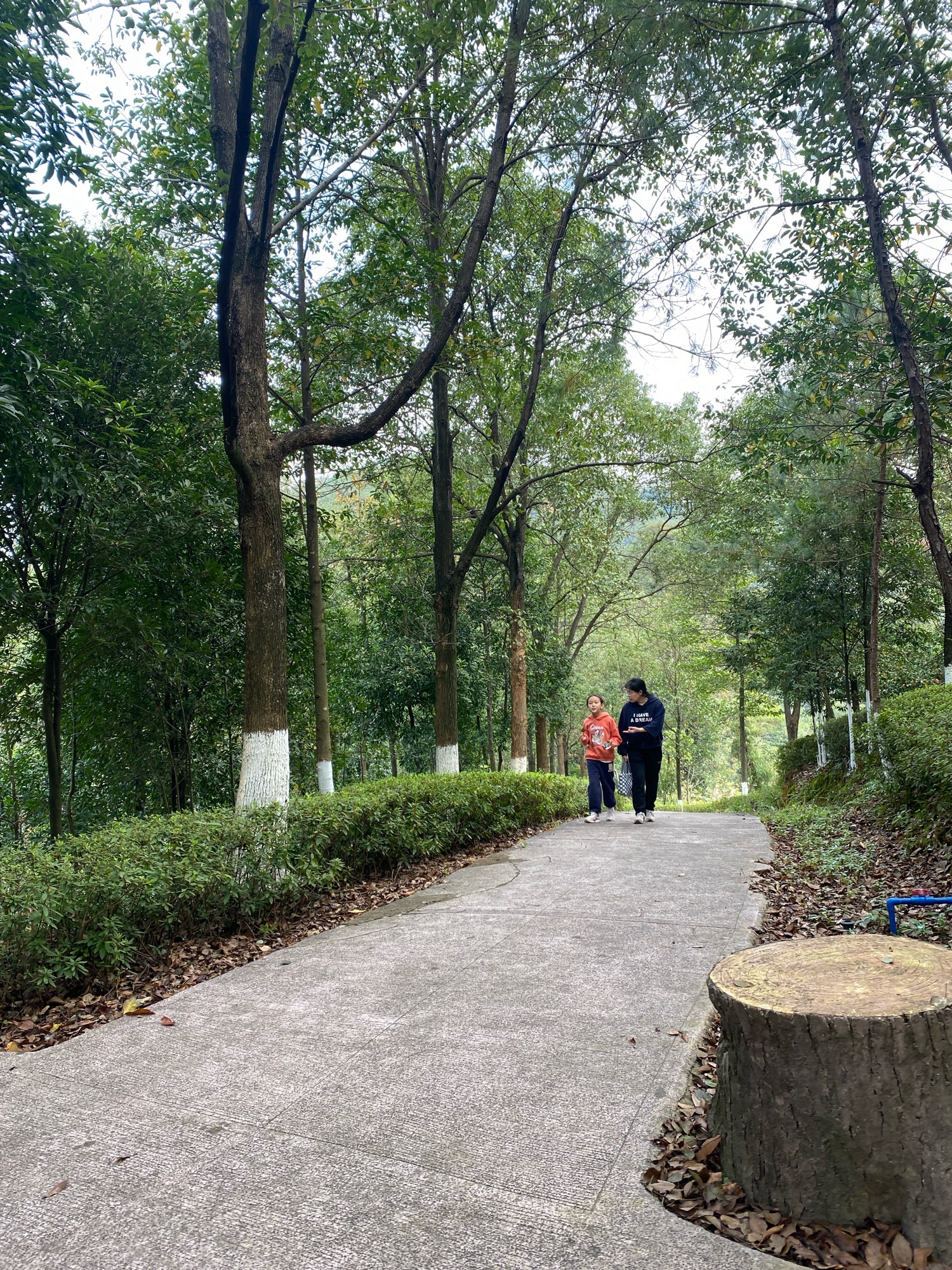 城南森林公园旅行图片 2