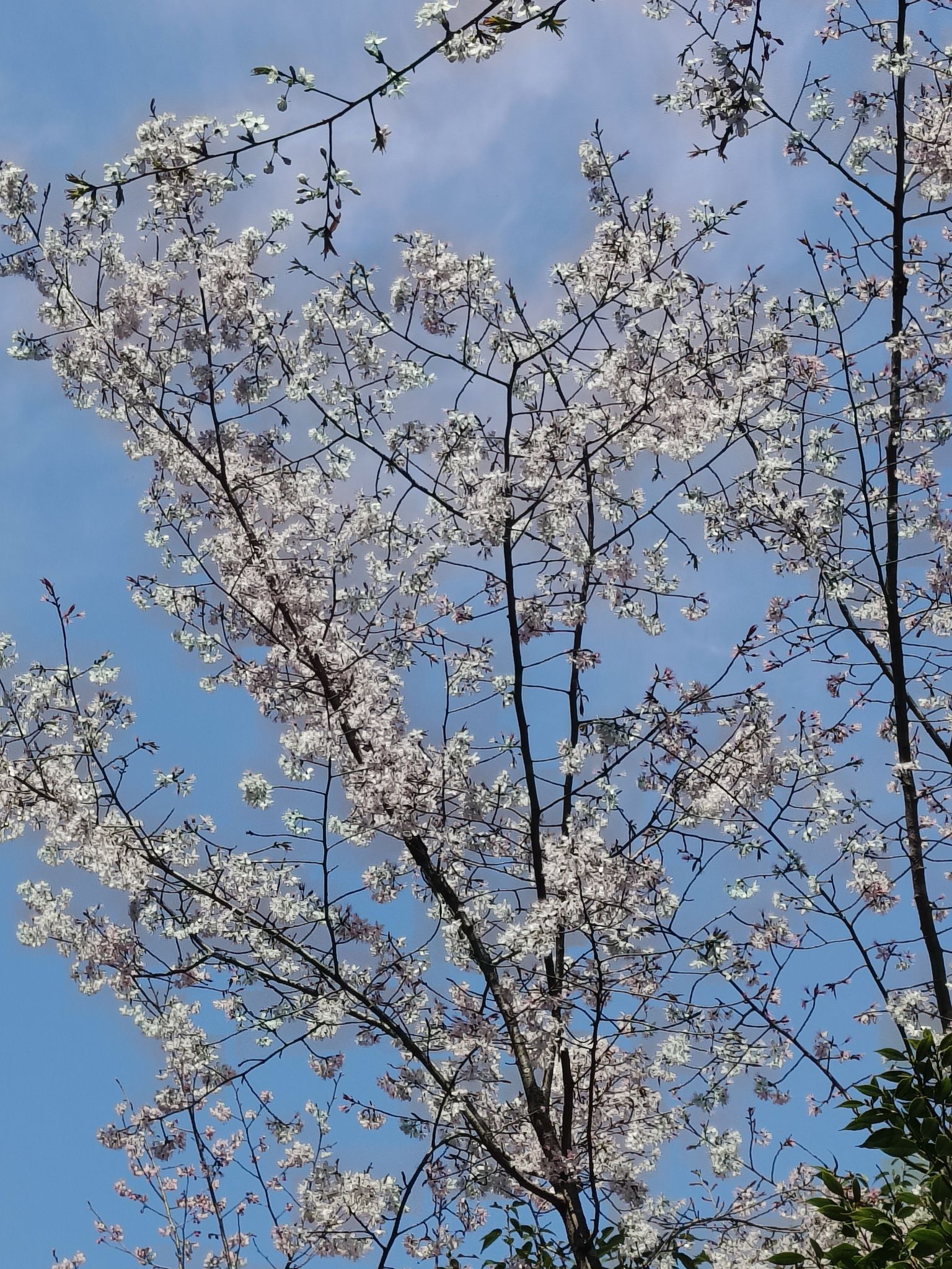 新化古桃花源旅行图片 3