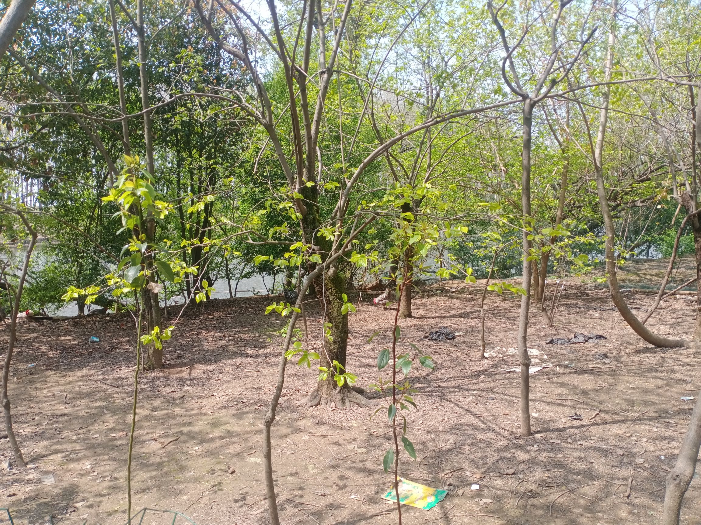 临泉桃花岛旅行图片 3