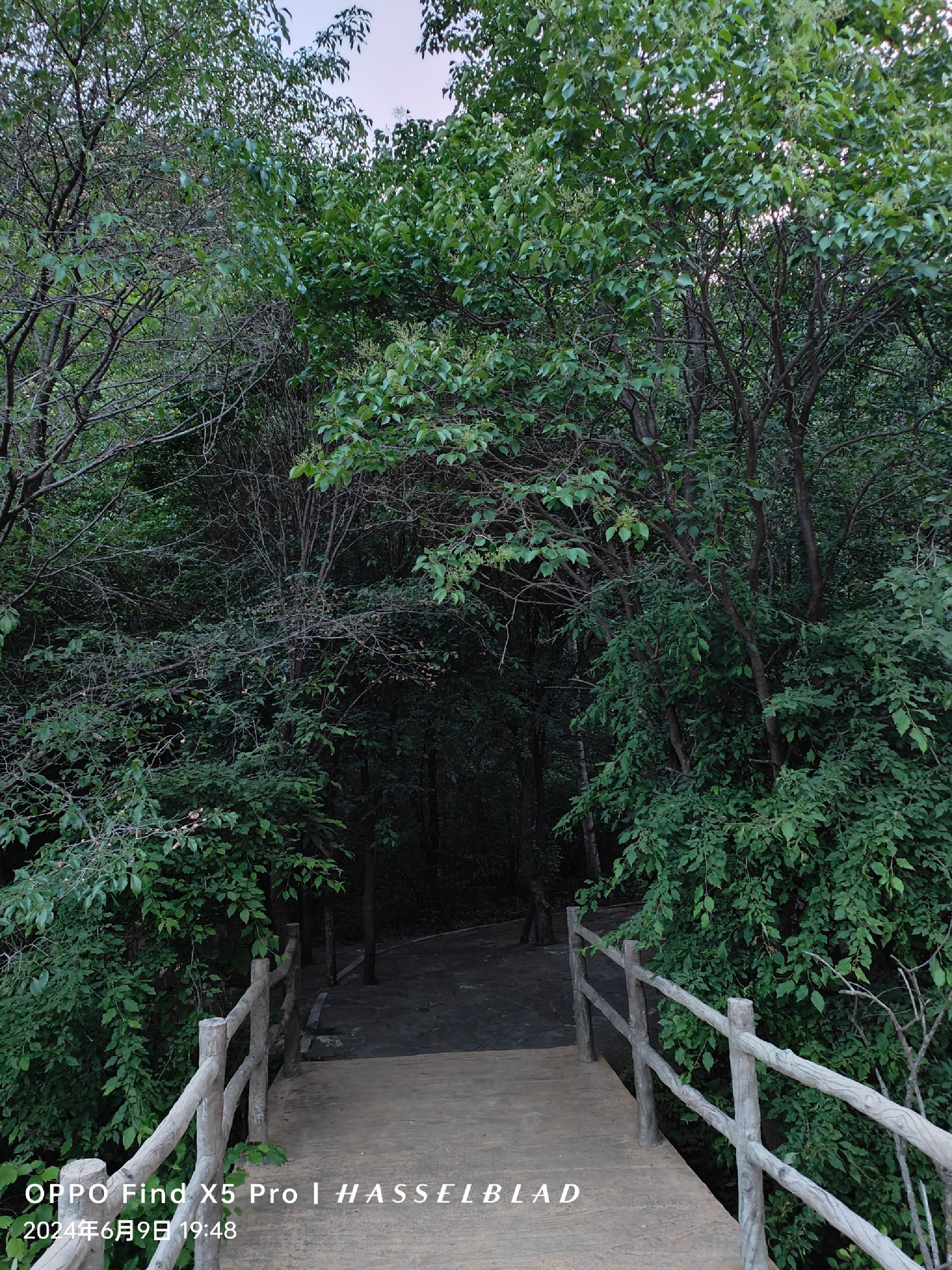茅荆坝原始森林谷(建设中)旅行图片 3