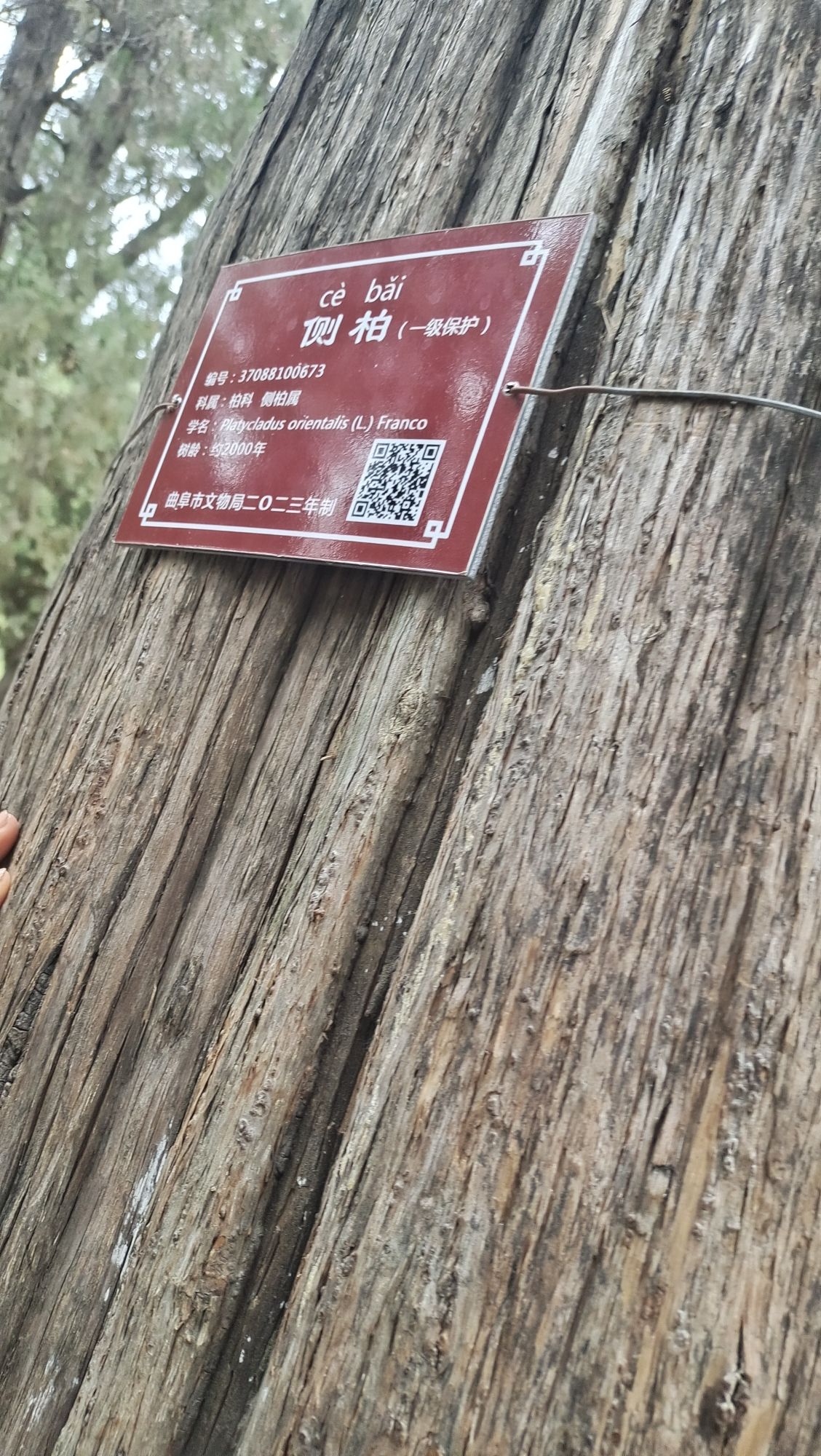 曲阜明故城(三孔)旅游区旅行图片 2