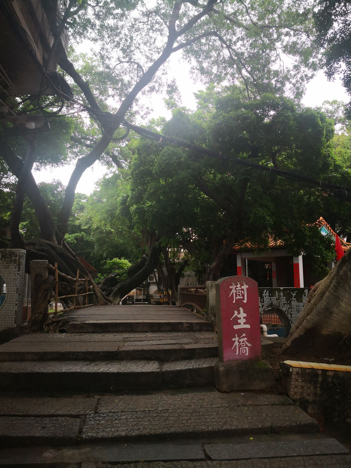 树生桥公园旅行图片 1