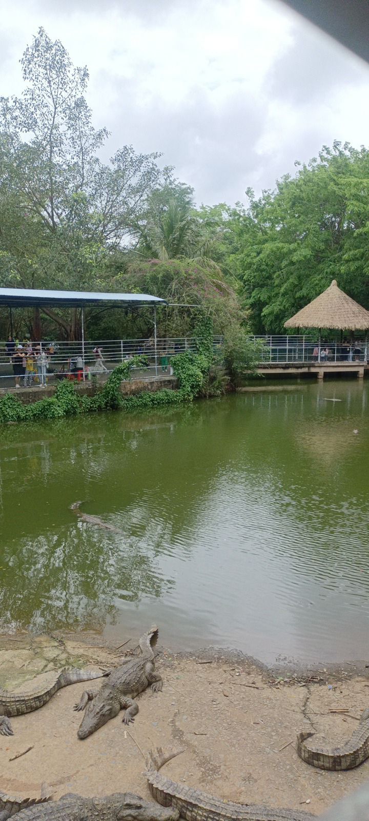 鳄鱼池