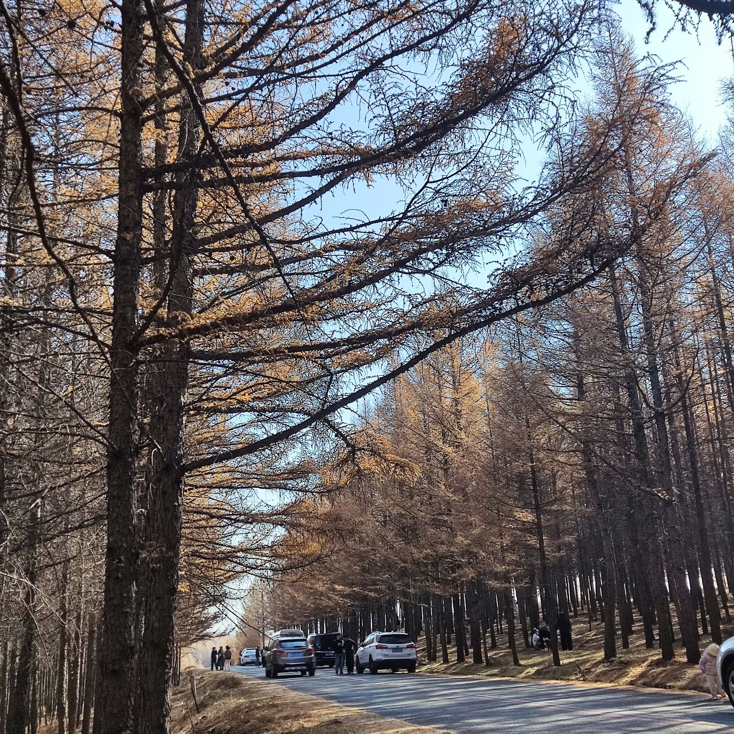 哈达门国家森林公园(暂停开放)旅行图片 1