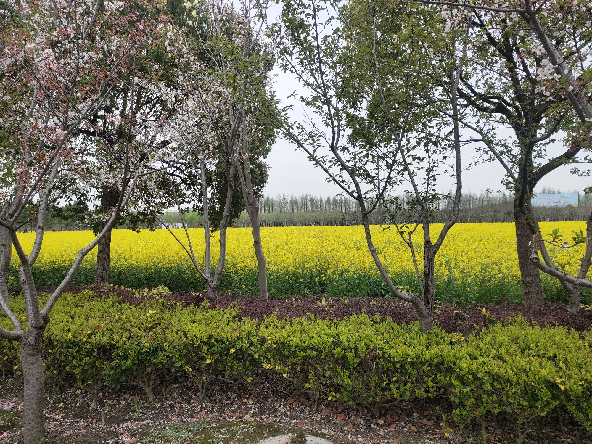 花米庄行旅行图片 3
