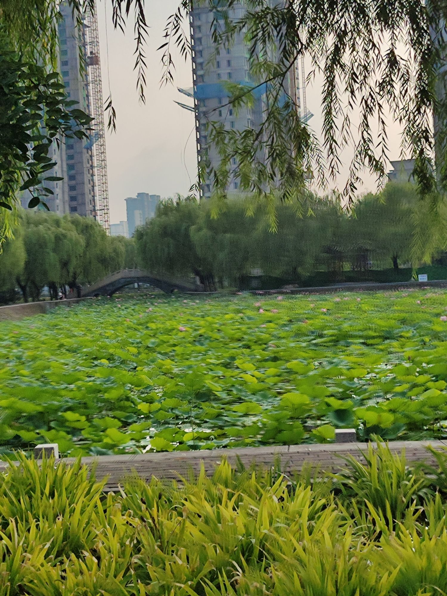 巨鹿公园旅行图片 2
