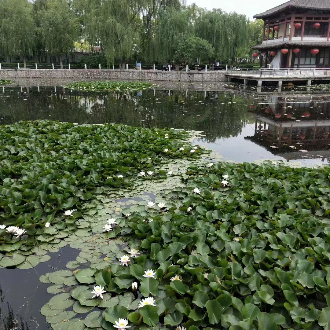 巨鹿公园旅行图片 1