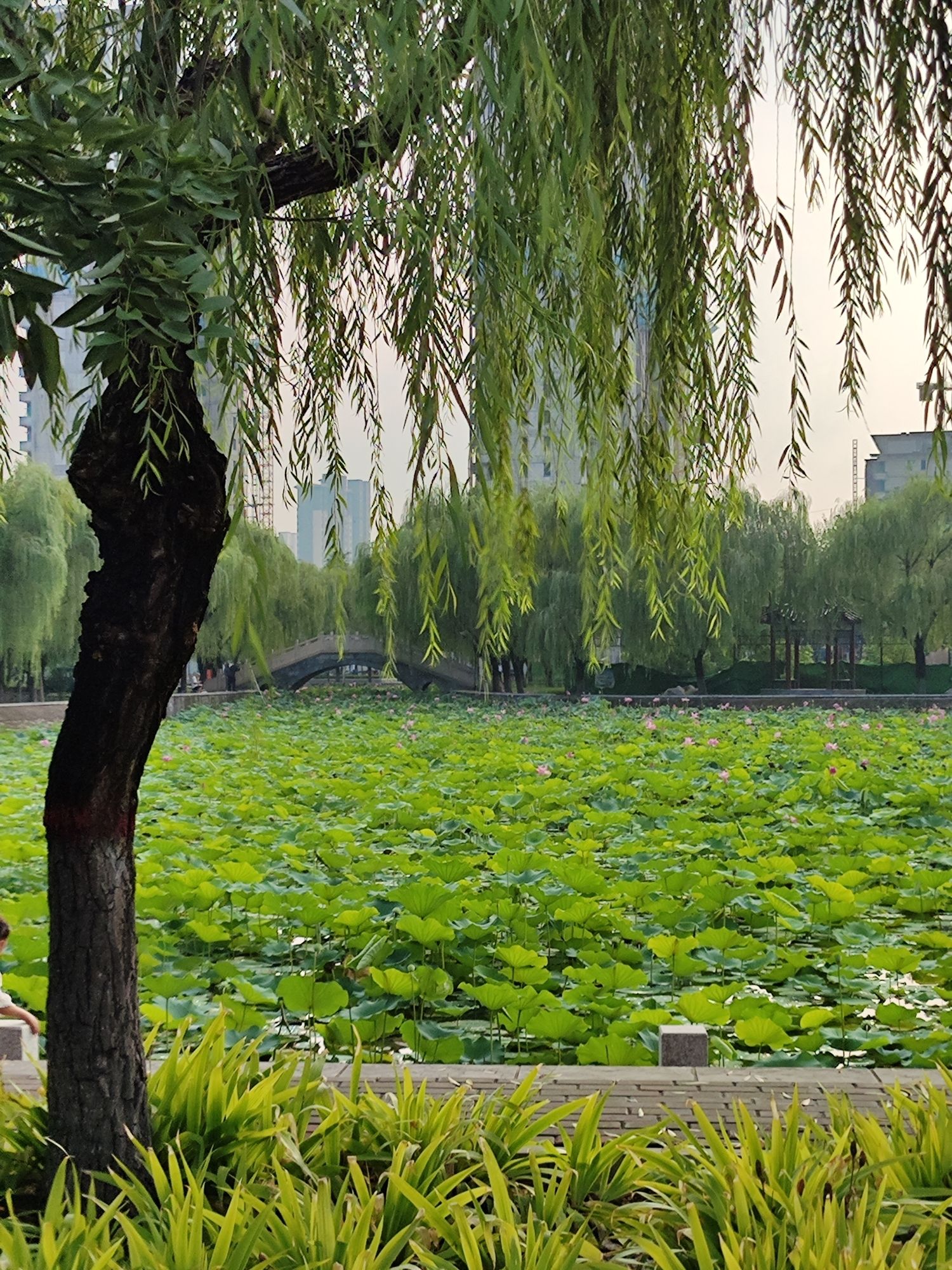 巨鹿公园旅行图片 1