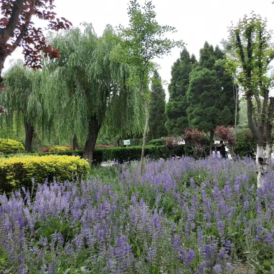 巨鹿公园旅行图片 3