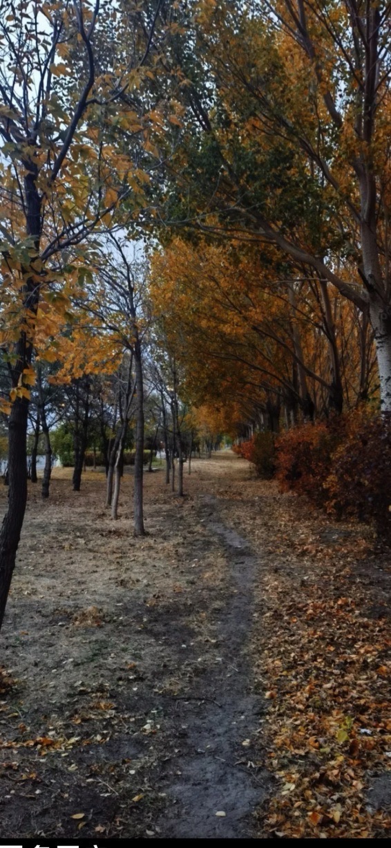 龙凤湿地公园旅行图片 2