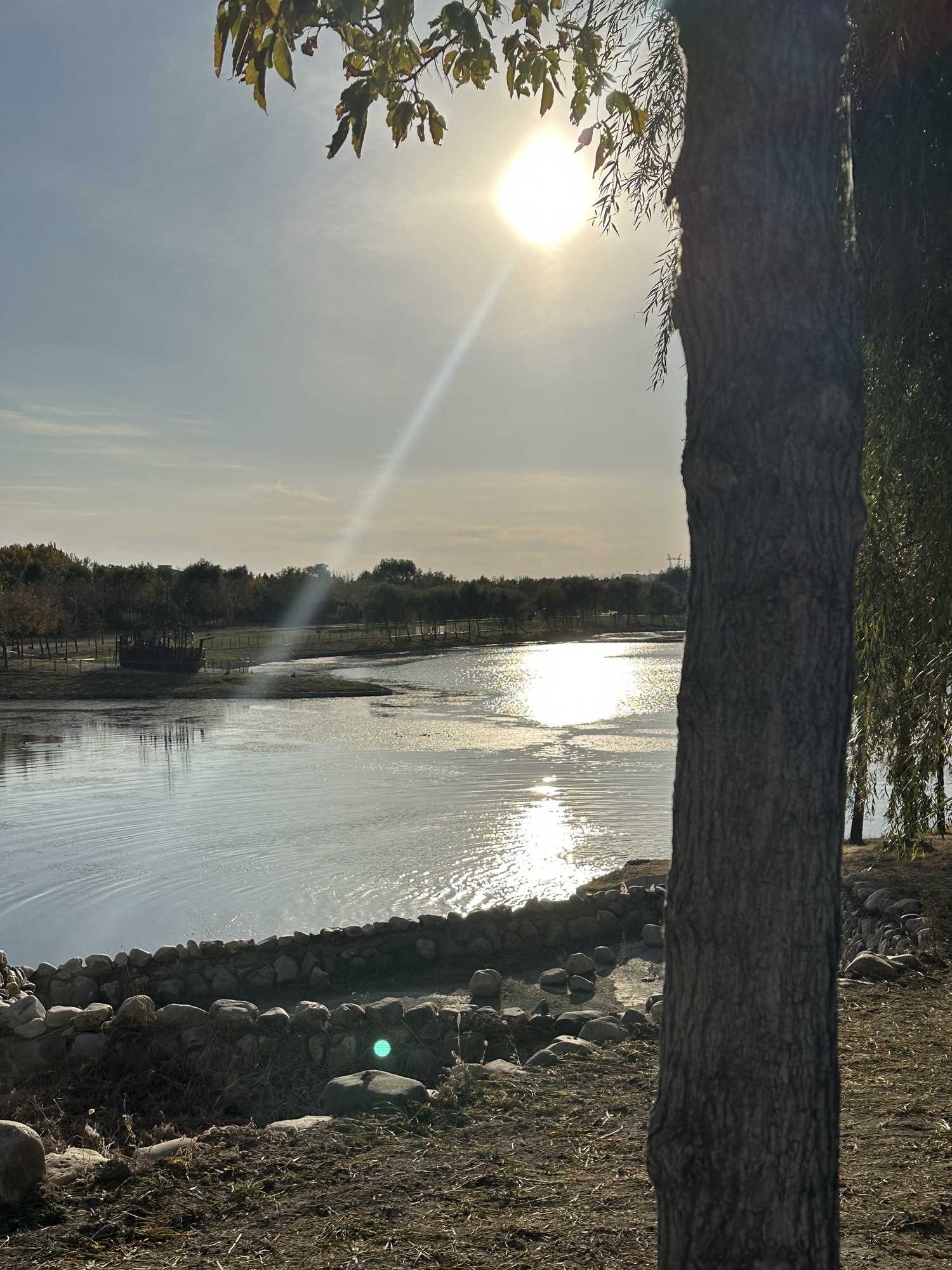 龙凤湿地公园旅行图片 1