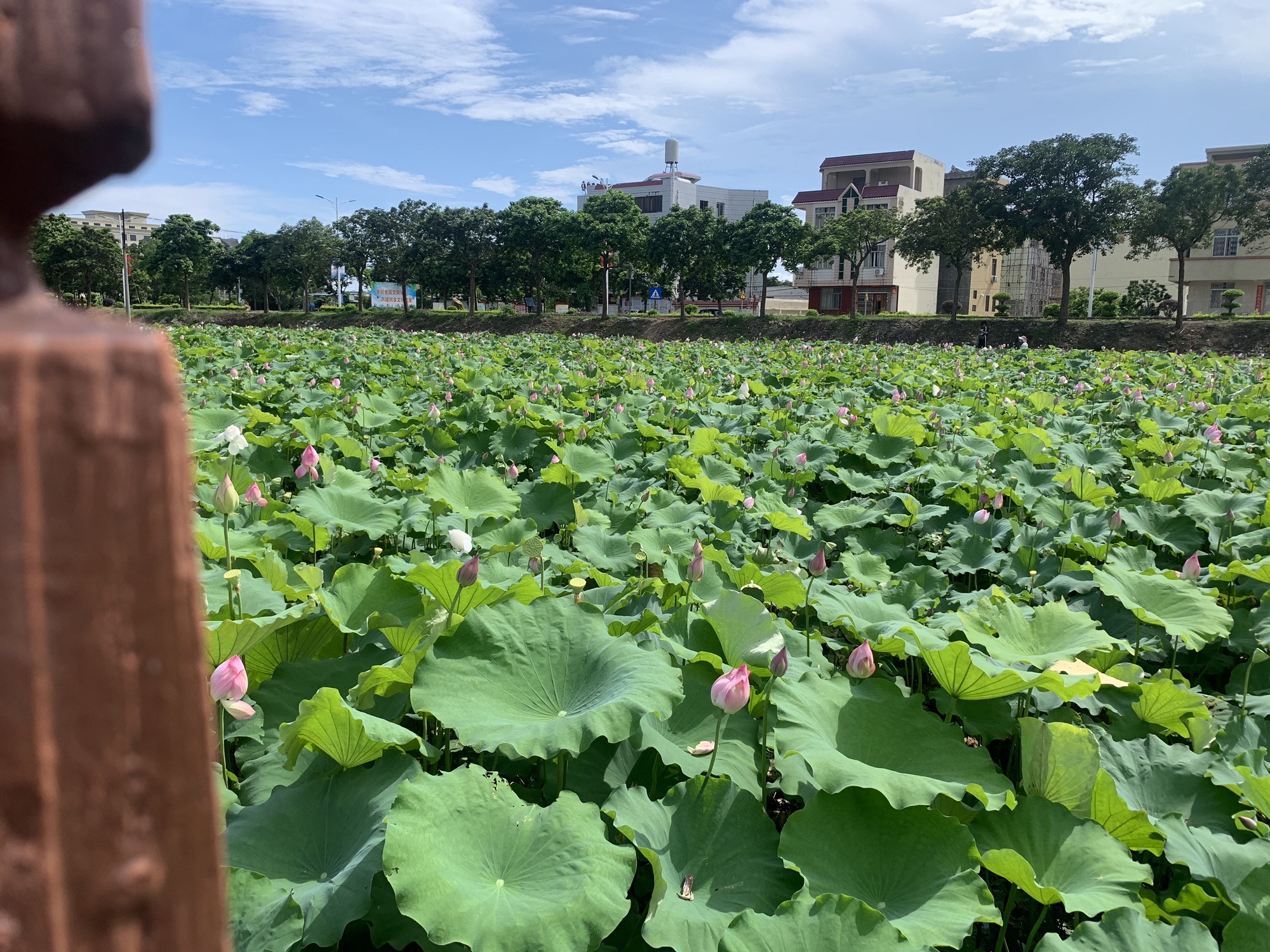 东平鸳鸯石公园旅行图片 1