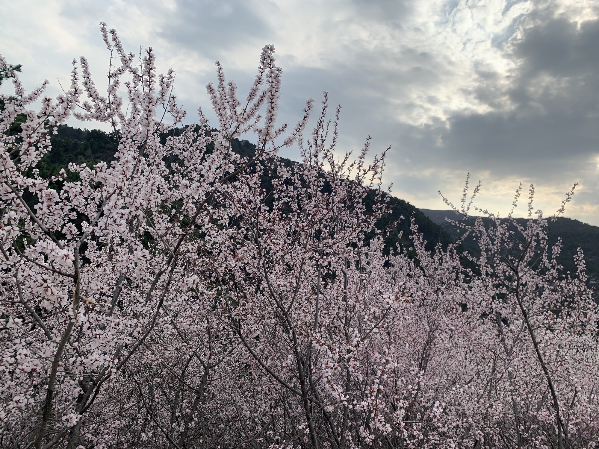 太原杜儿坪桃花沟旅行图片 1