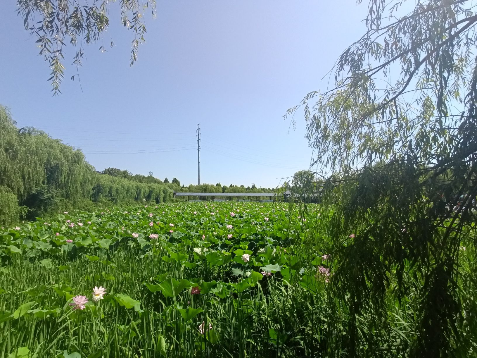聊城南湖公园旅行图片 2