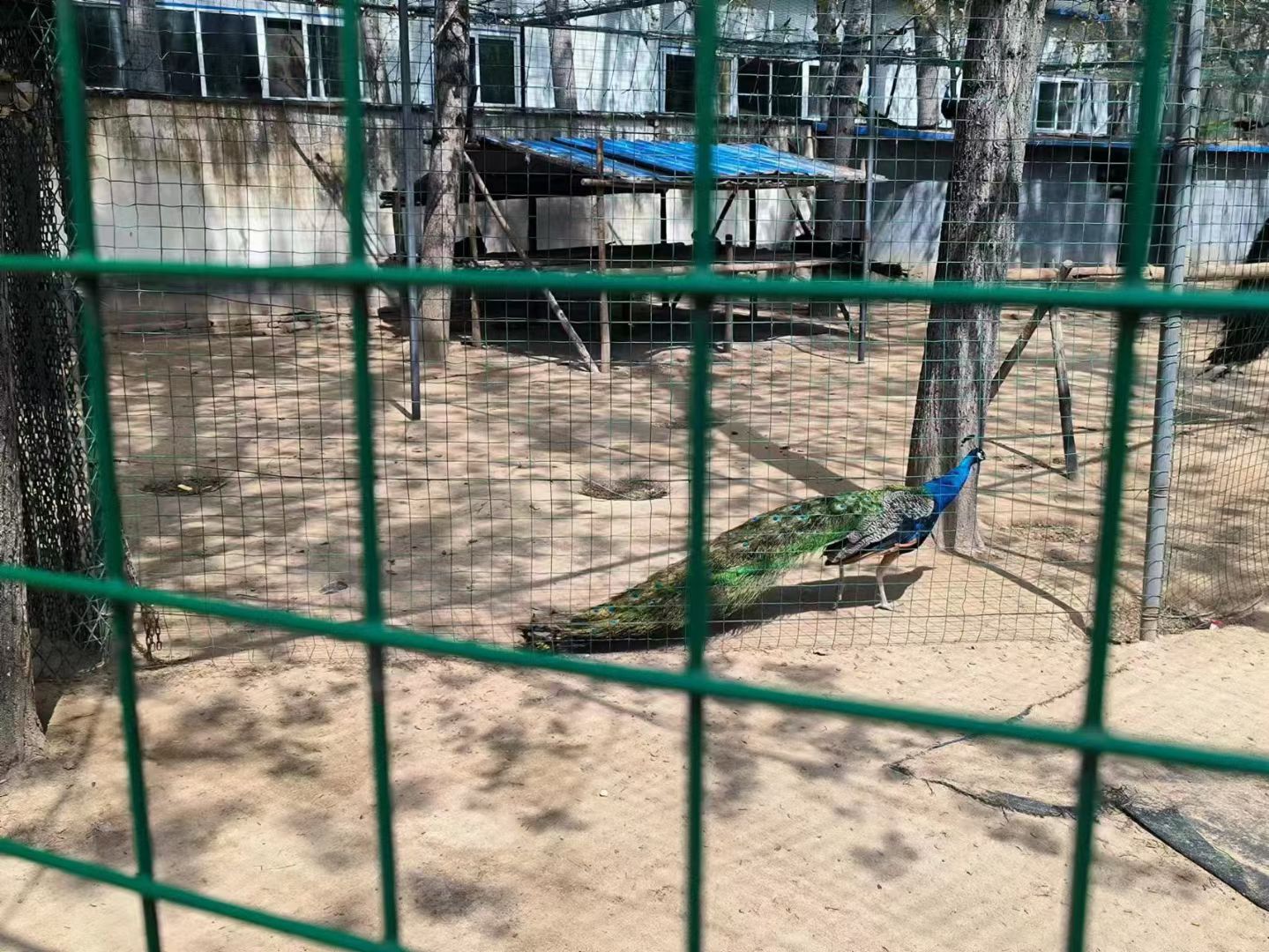 聊城南湖公园旅行图片 3