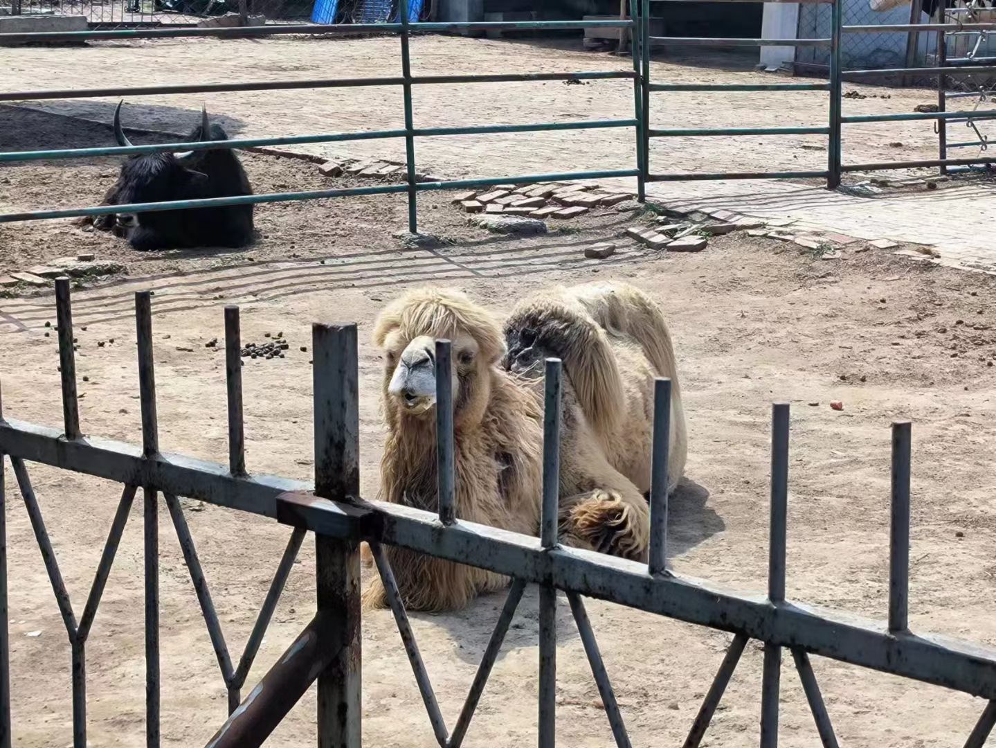 聊城南湖公园旅行图片 1