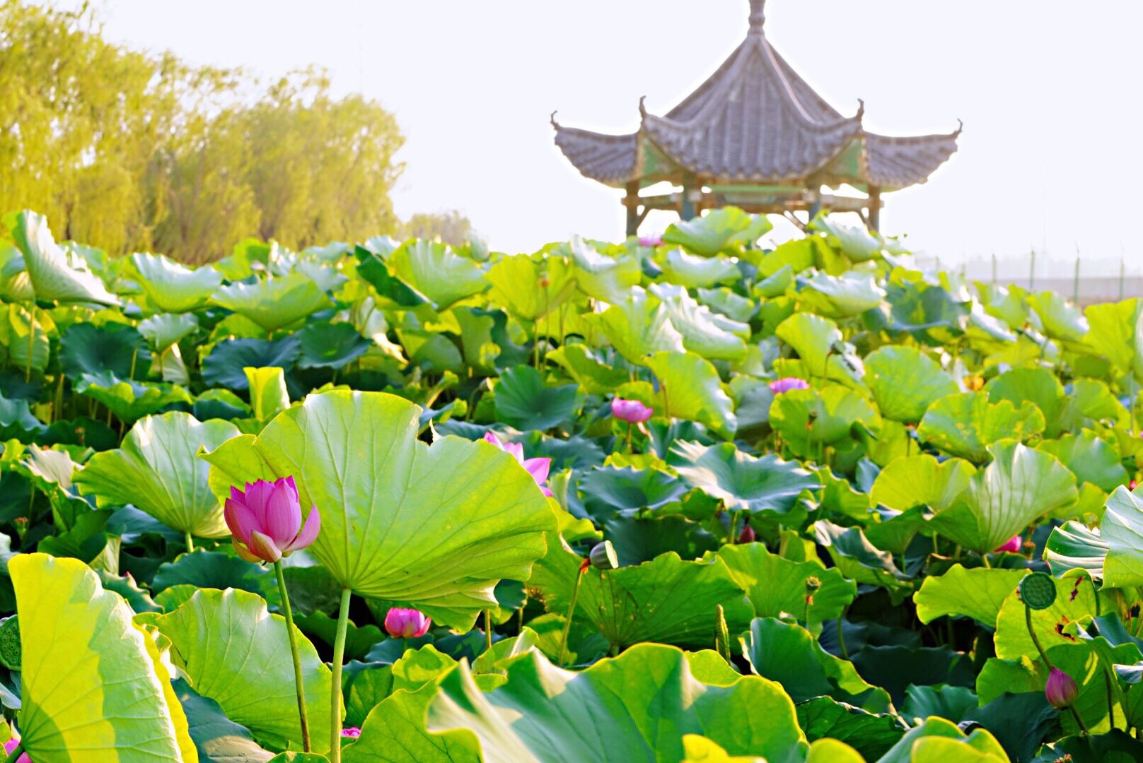 聊城南湖公园旅行图片 2