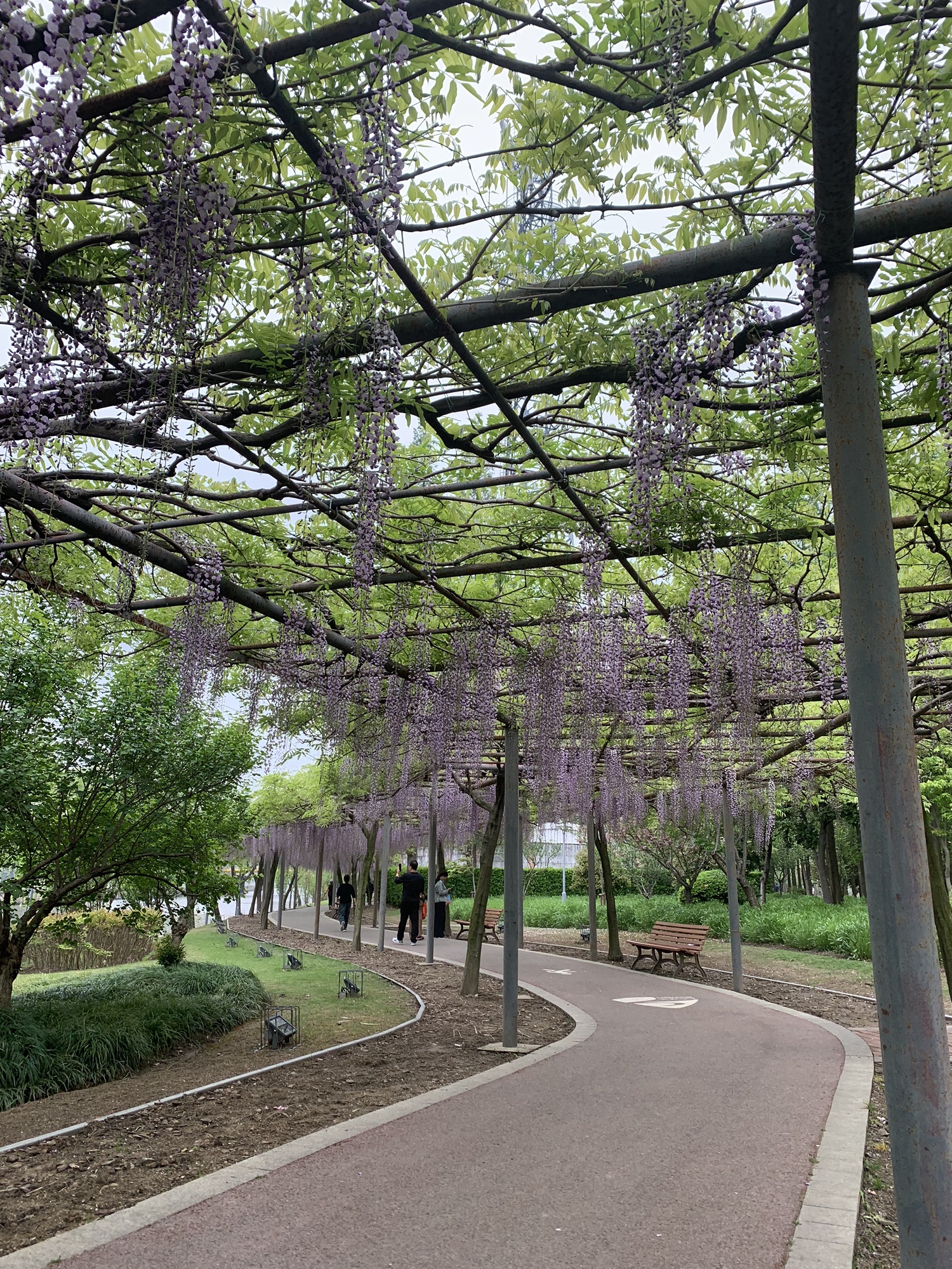 环城河绿带旅行图片 3