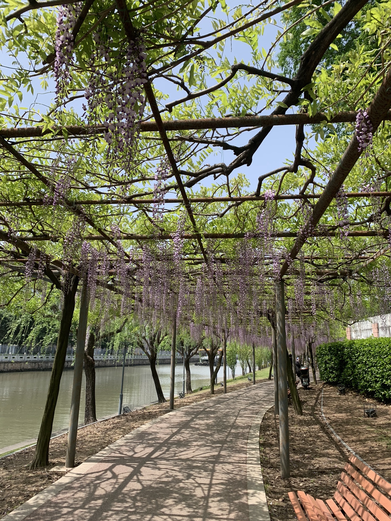 环城河绿带旅行图片 2