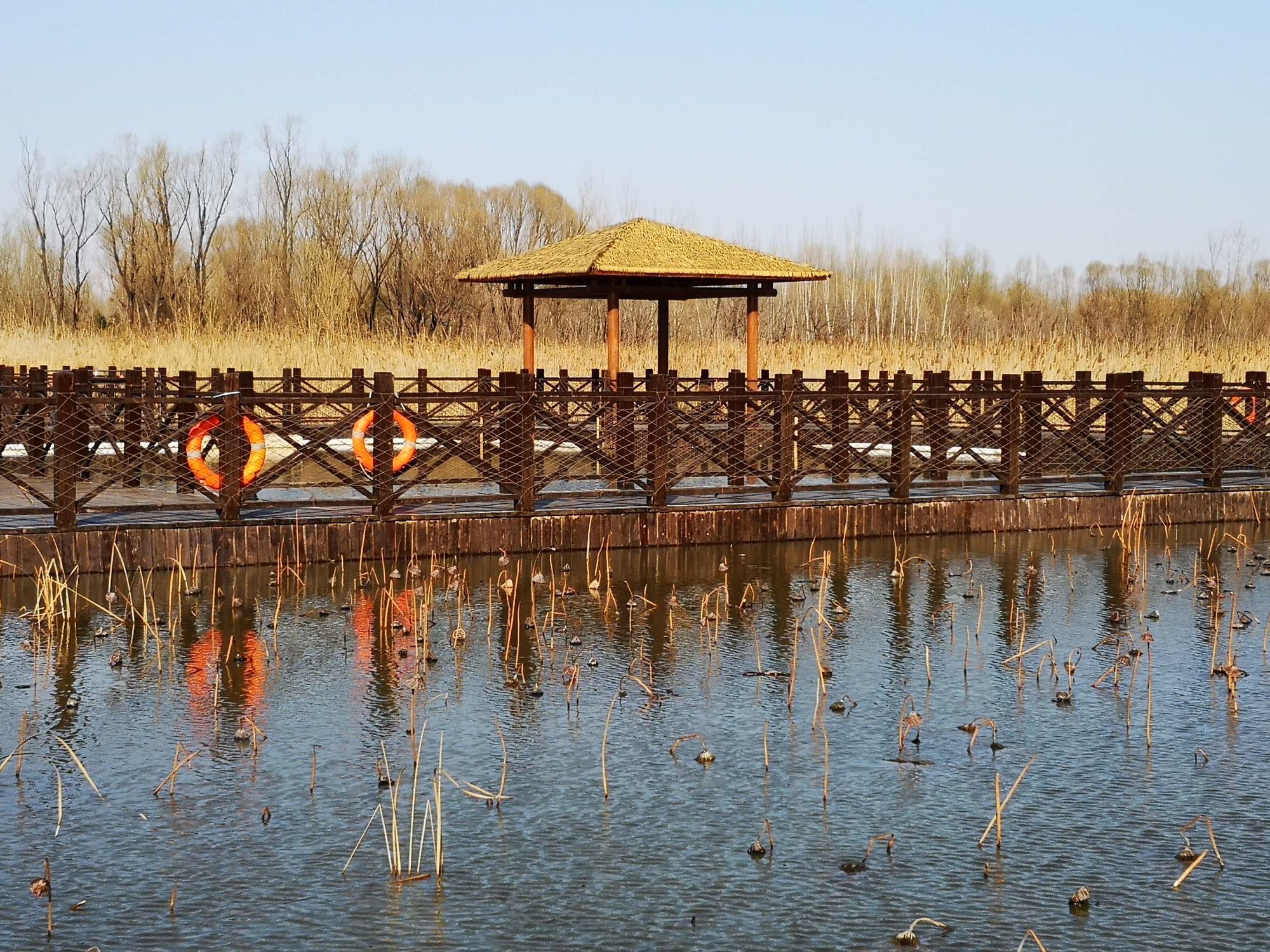 济西国家湿地公园旅行图片 1