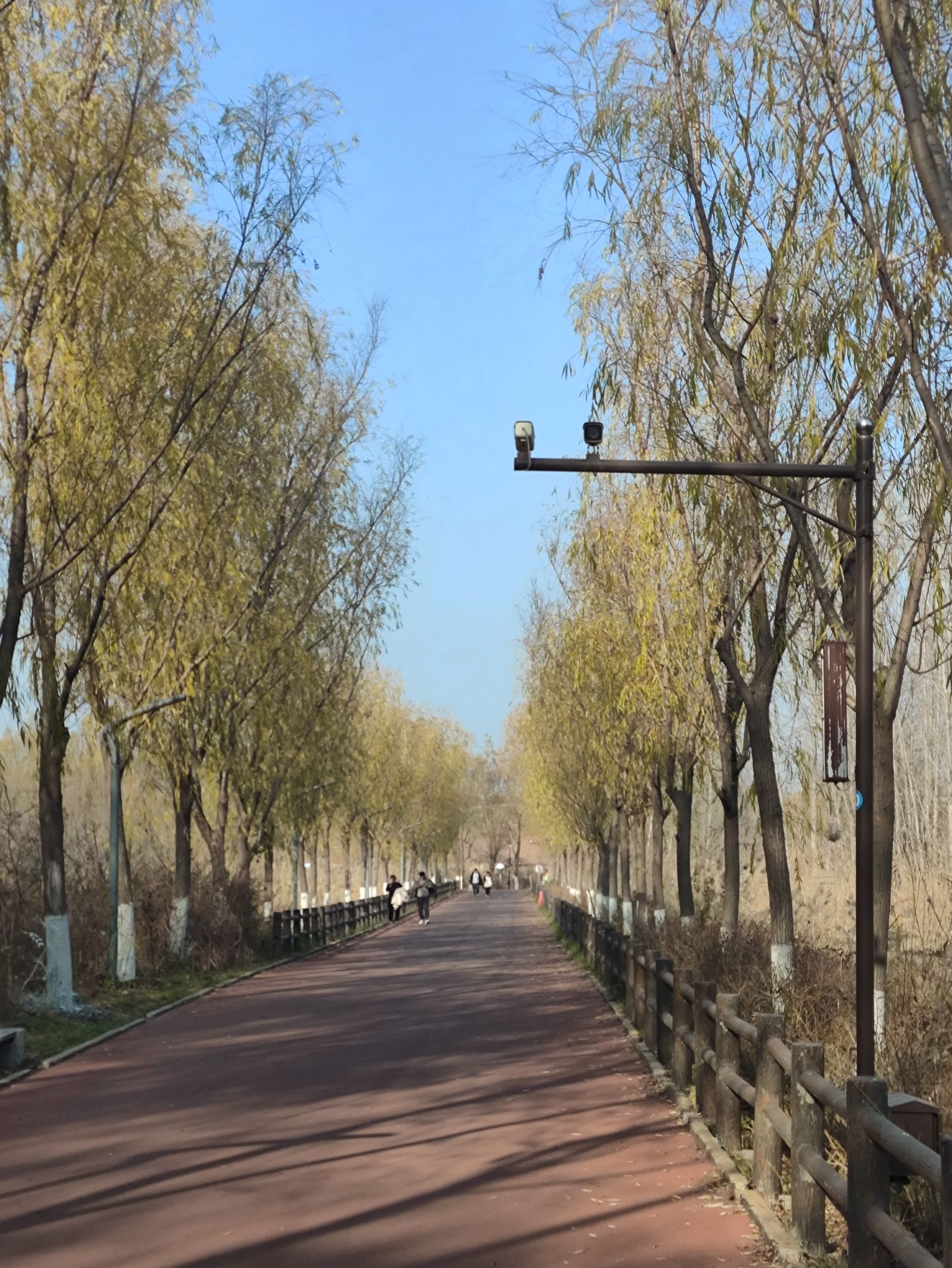济西国家湿地公园旅行图片 2