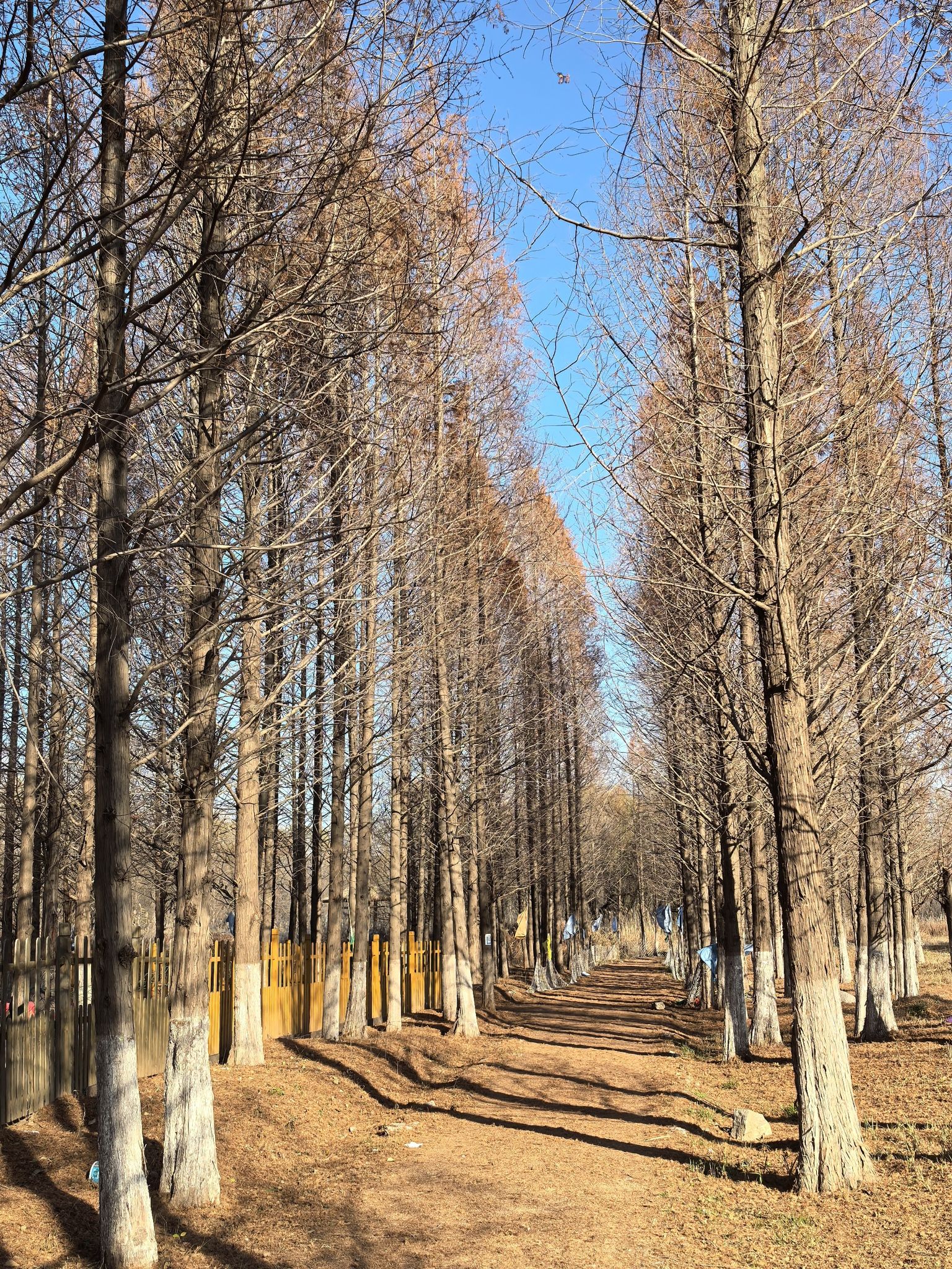 济西国家湿地公园旅行图片 2