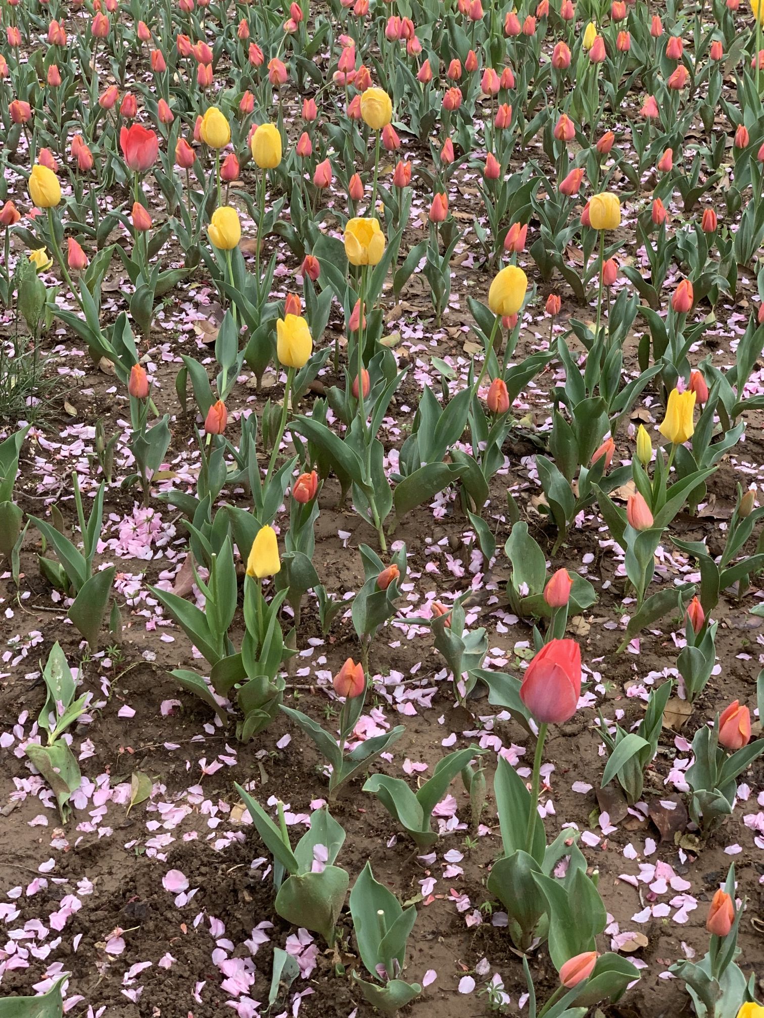 任城蓼河公园旅行图片 2