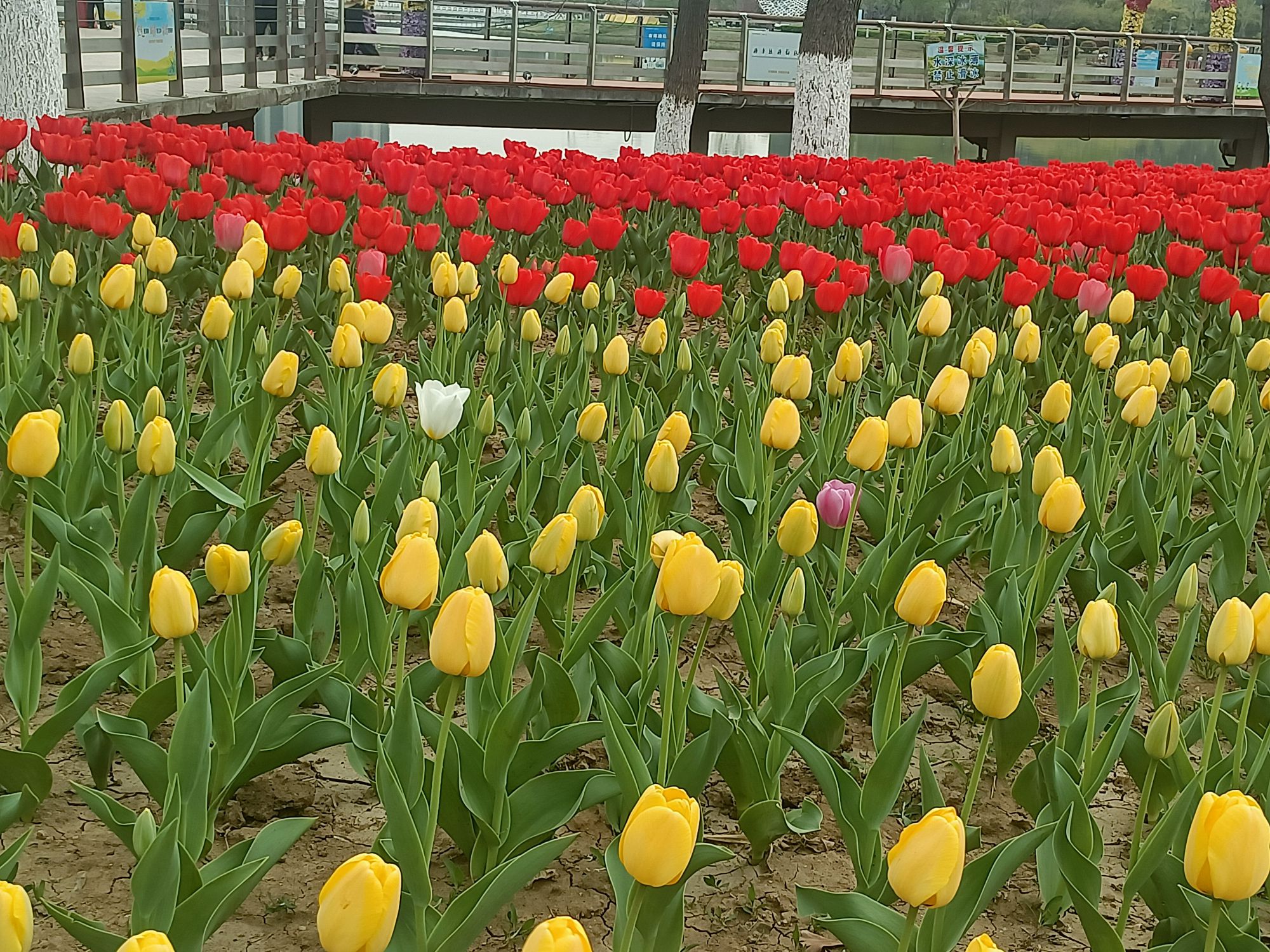 任城蓼河公园旅行图片 3