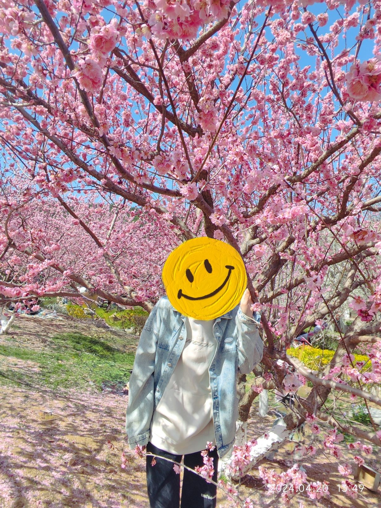 旅顺樱花园旅行图片 3