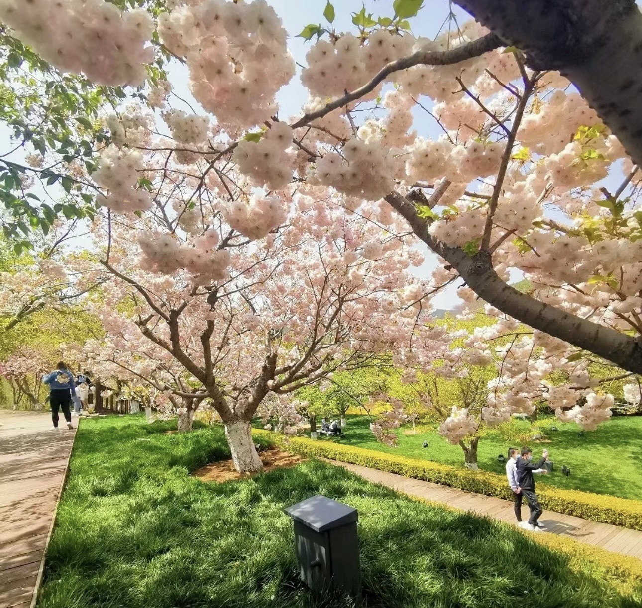 旅顺樱花园旅行图片 3