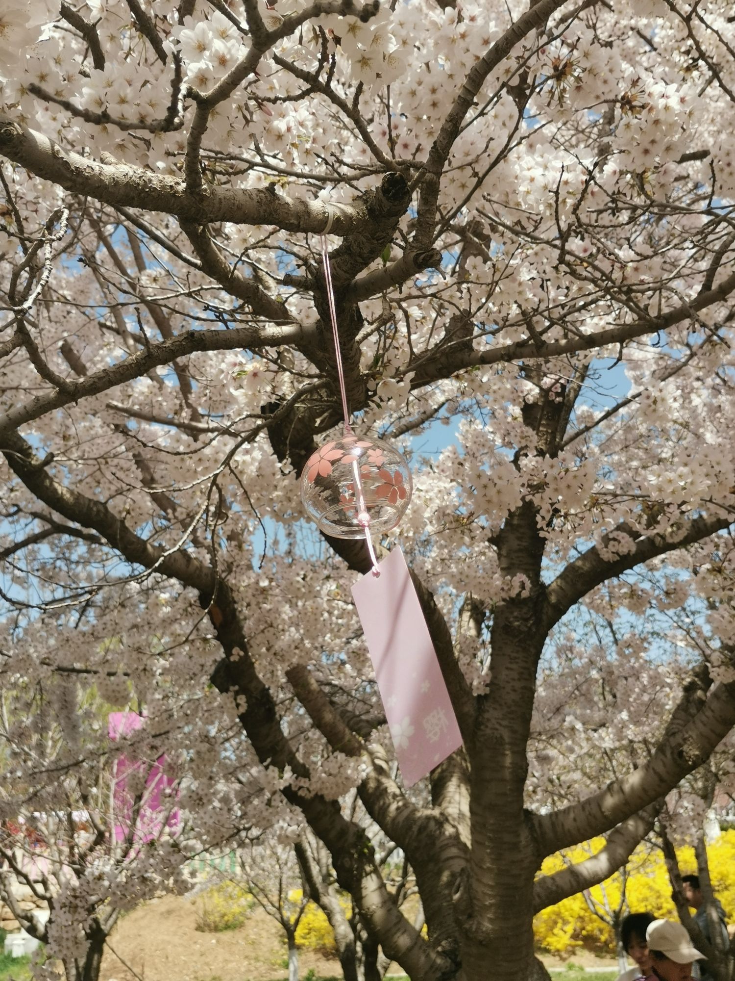 旅顺樱花园旅行图片 1