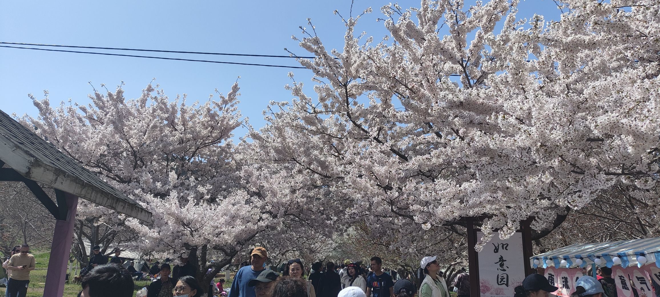 旅顺樱花园旅行图片 2