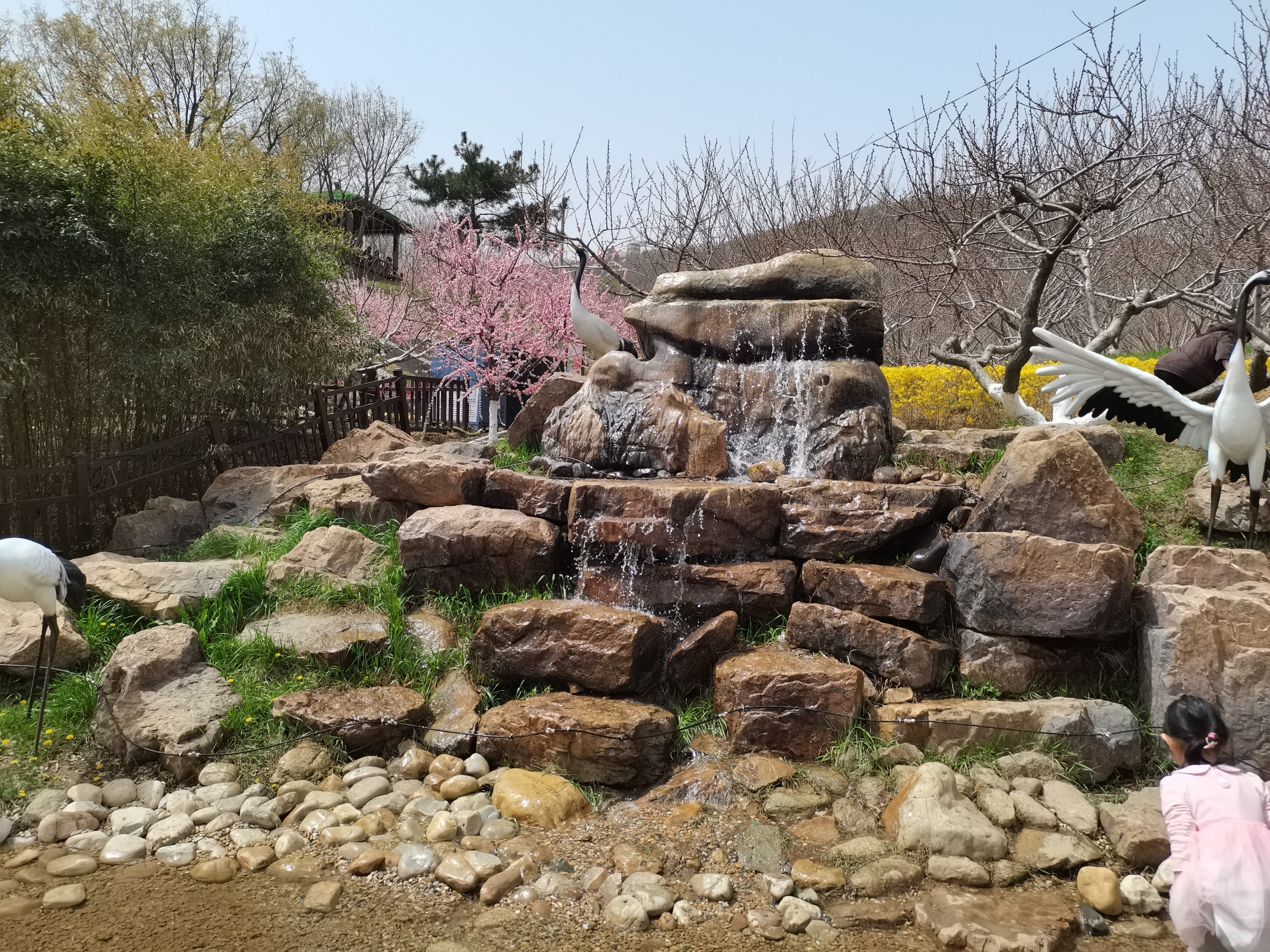 旅顺樱花园旅行图片 3