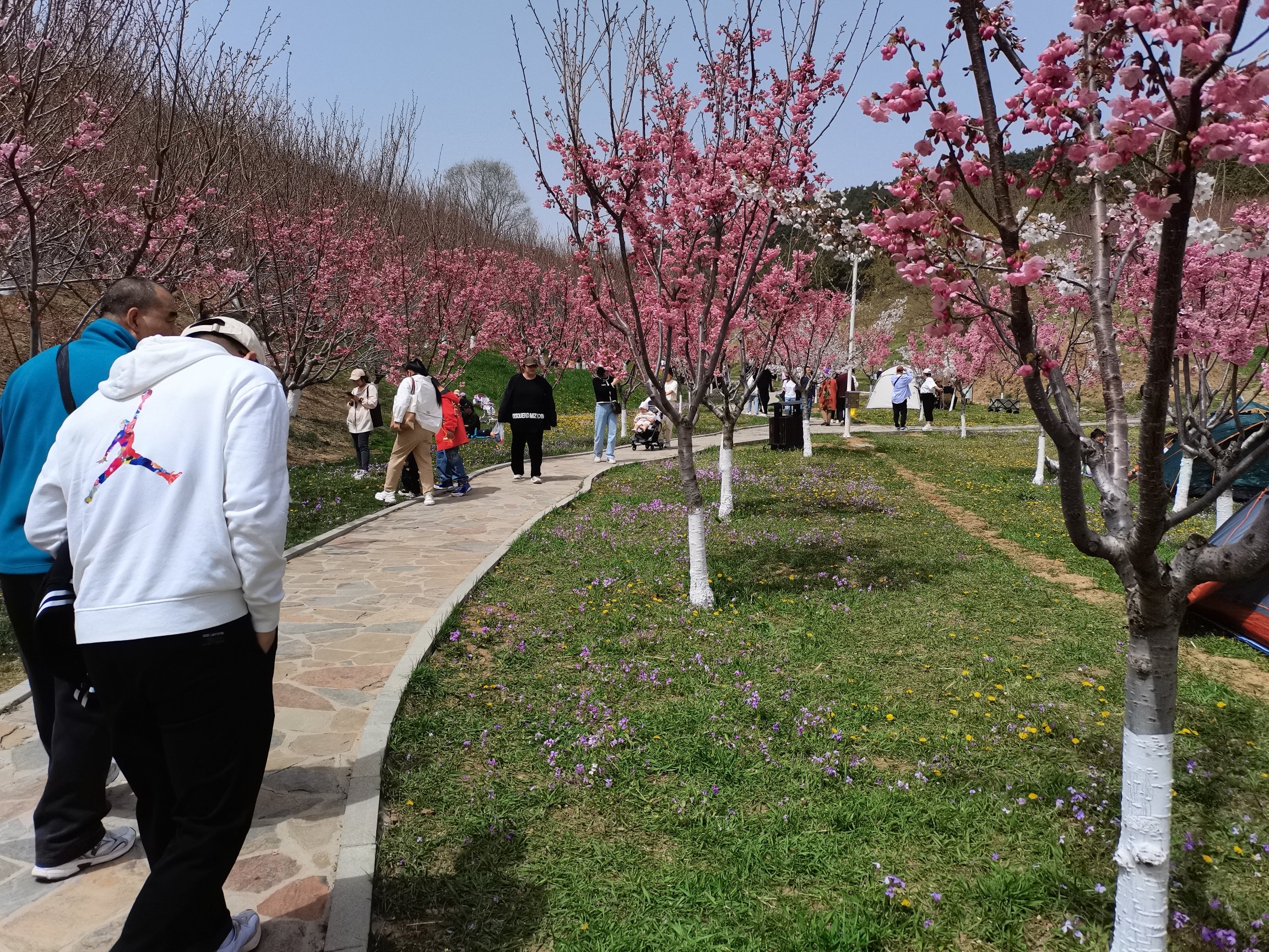 旅顺樱花园旅行图片 2