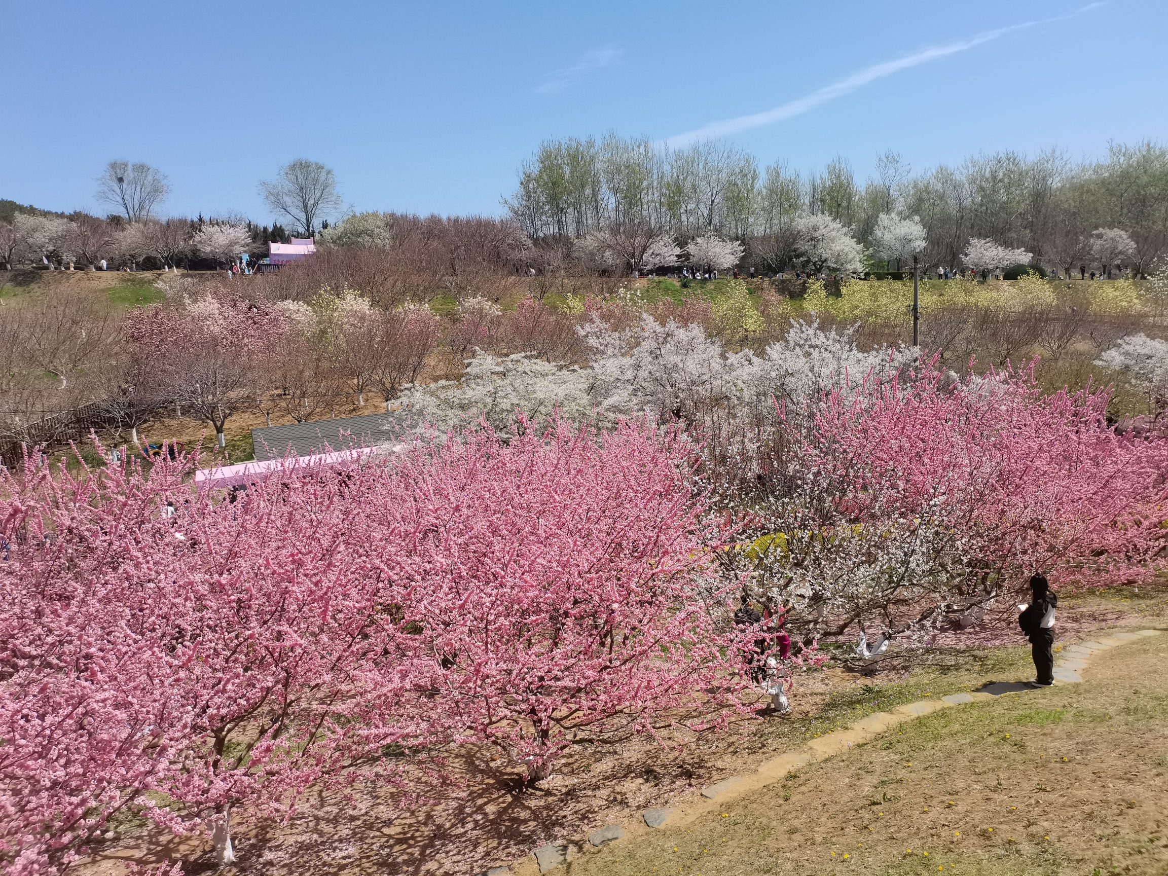 旅顺樱花园旅行图片 2
