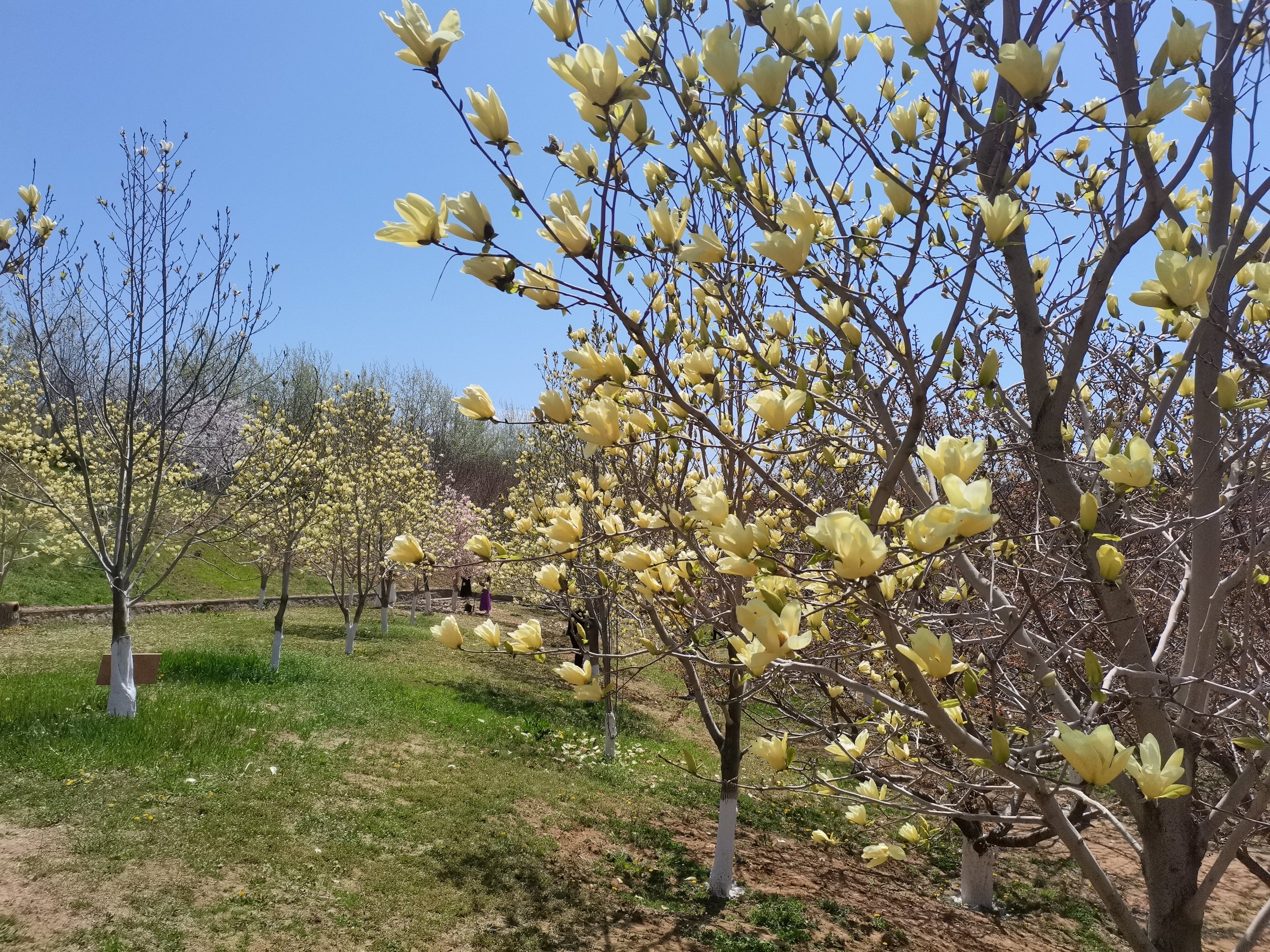 旅顺樱花园旅行图片 1