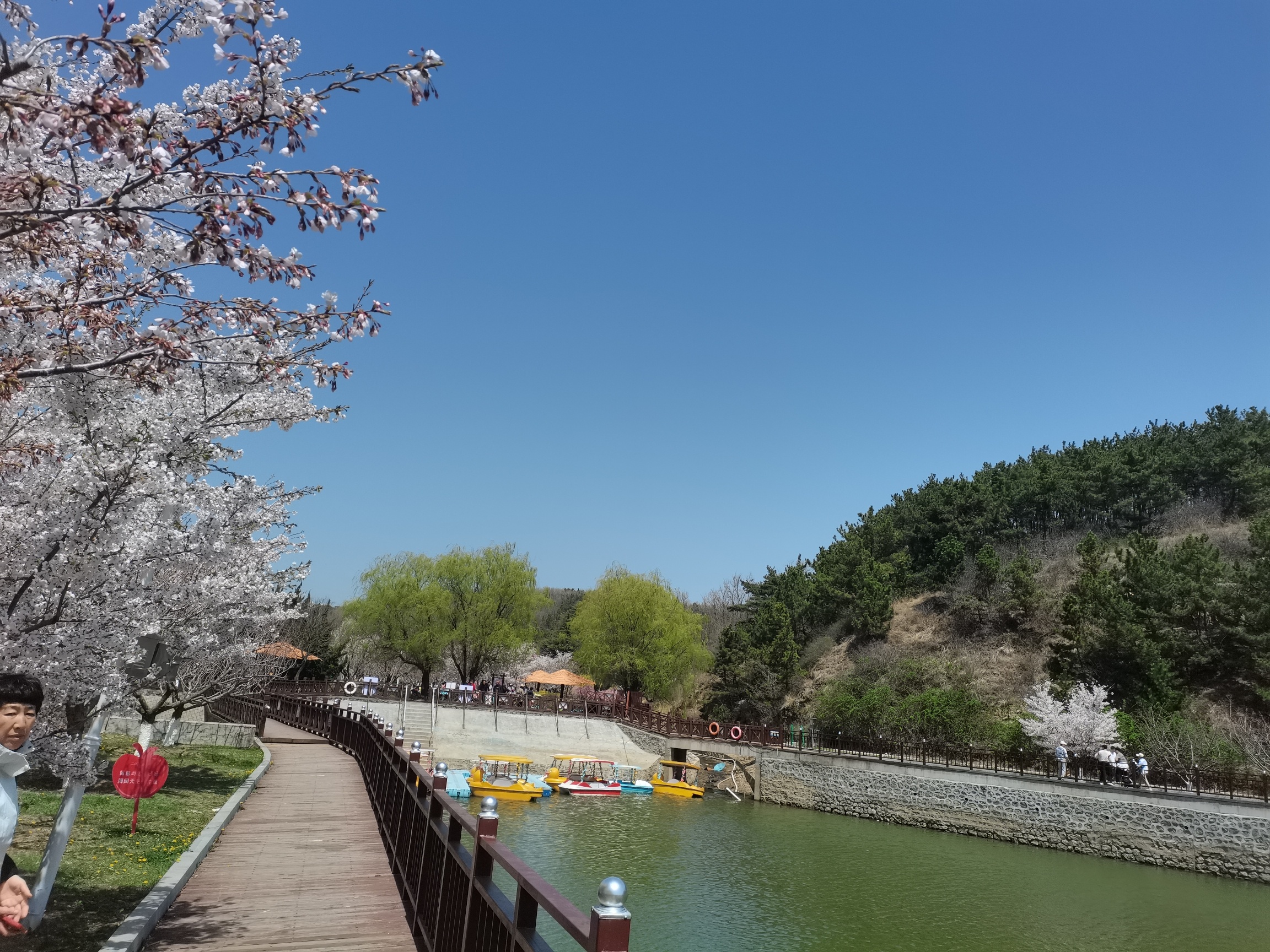 旅顺樱花园旅行图片 3
