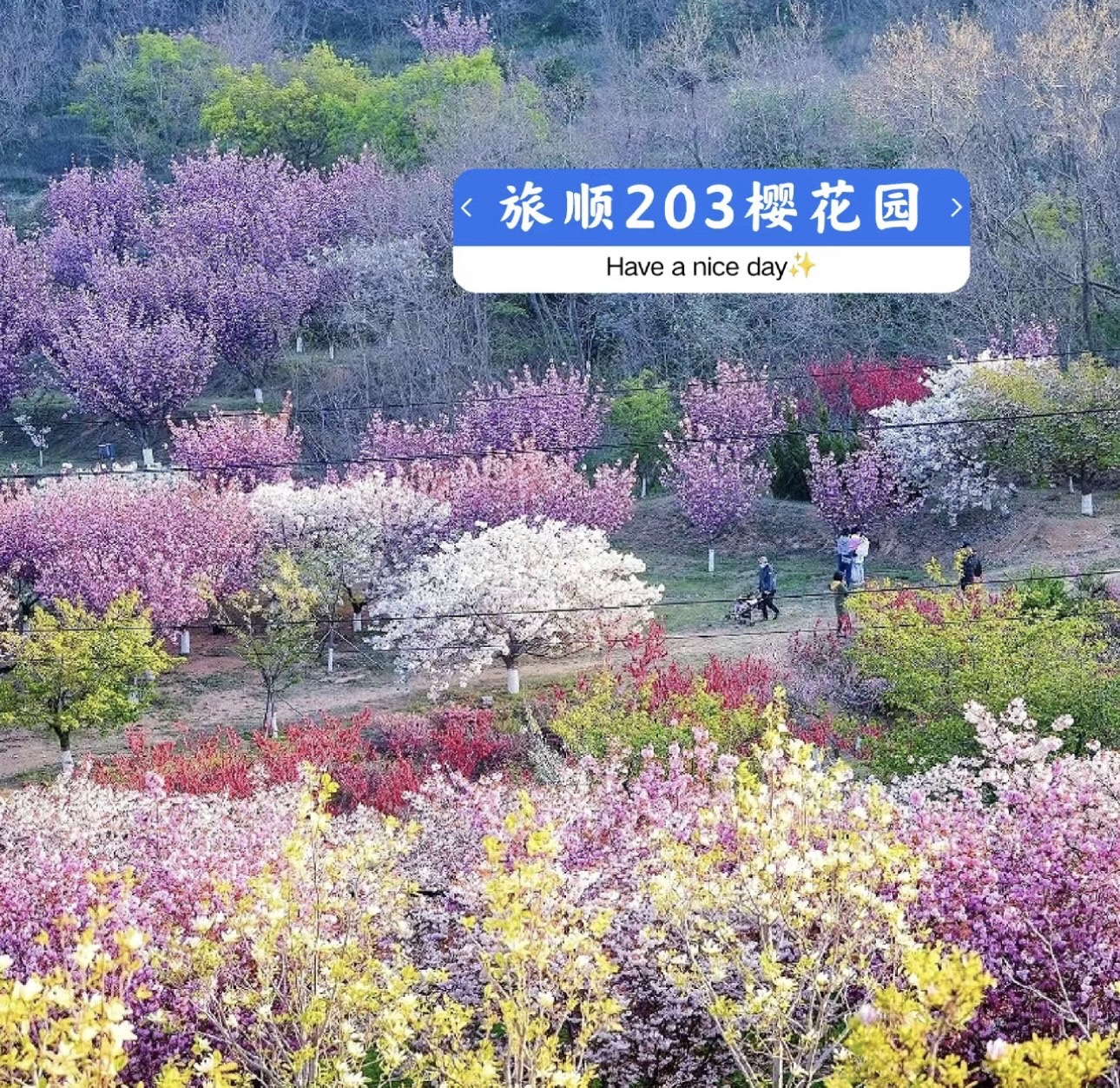 旅顺樱花园旅行图片 1