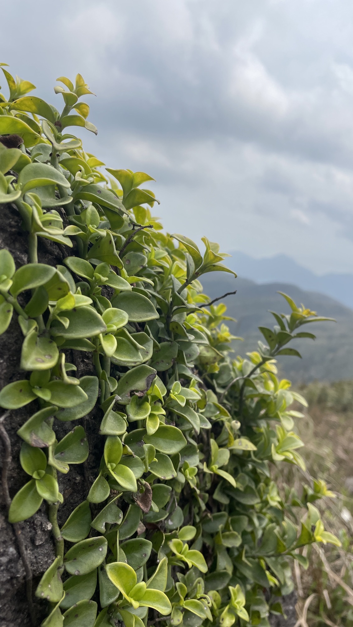 紫罗山森林公园旅行图片 2