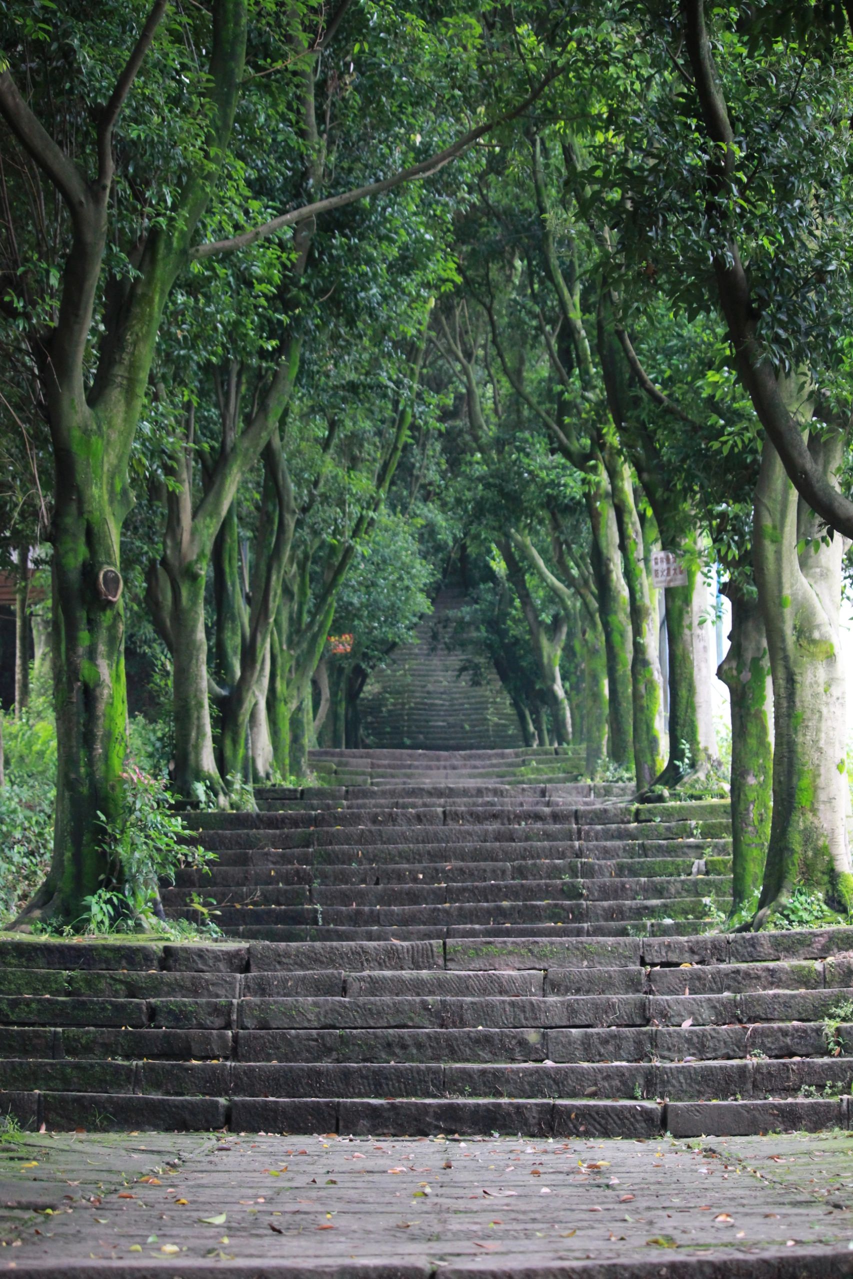 云篆风清旅行图片 1