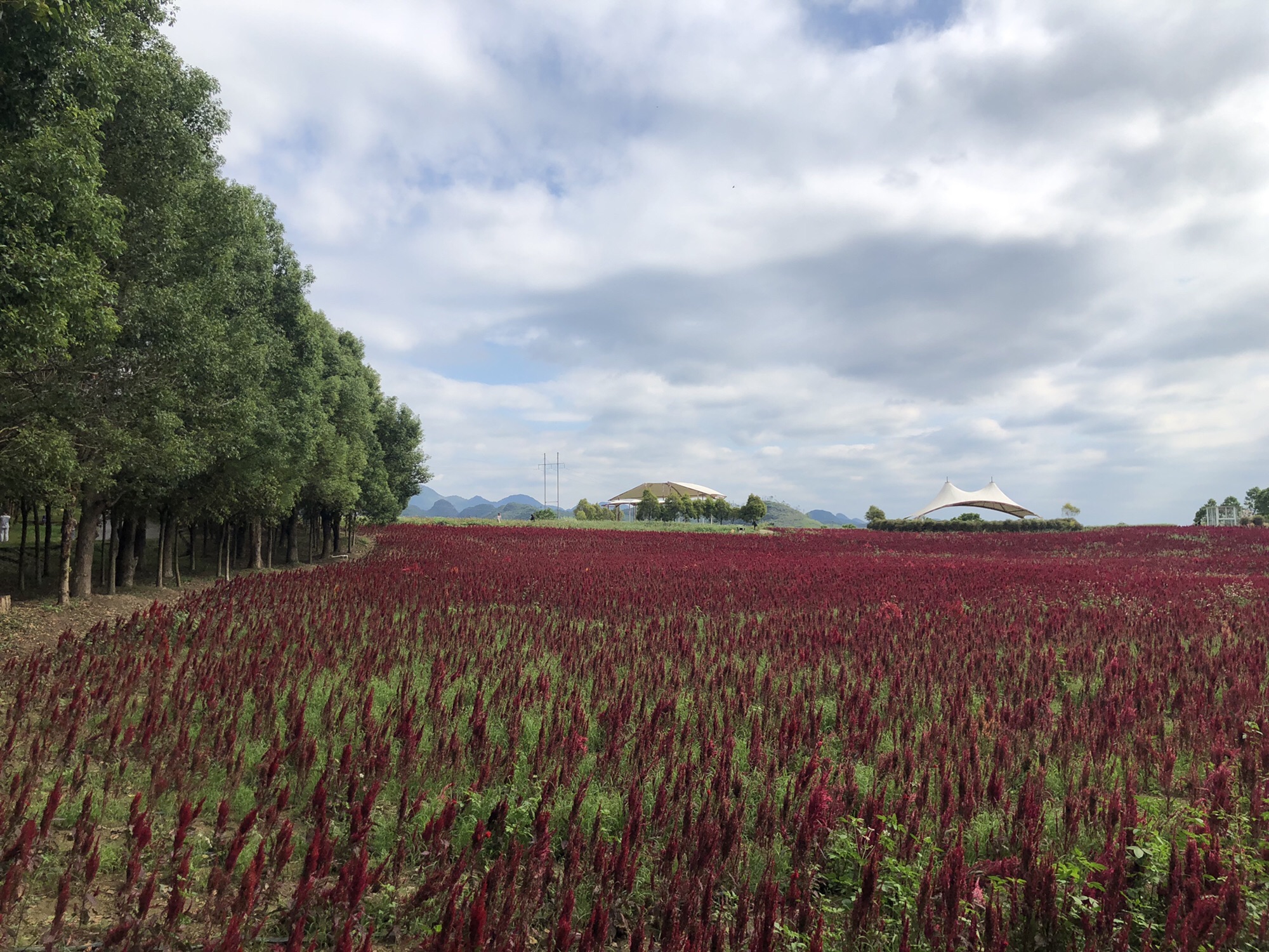 忻城薰衣草庄园旅行图片 1